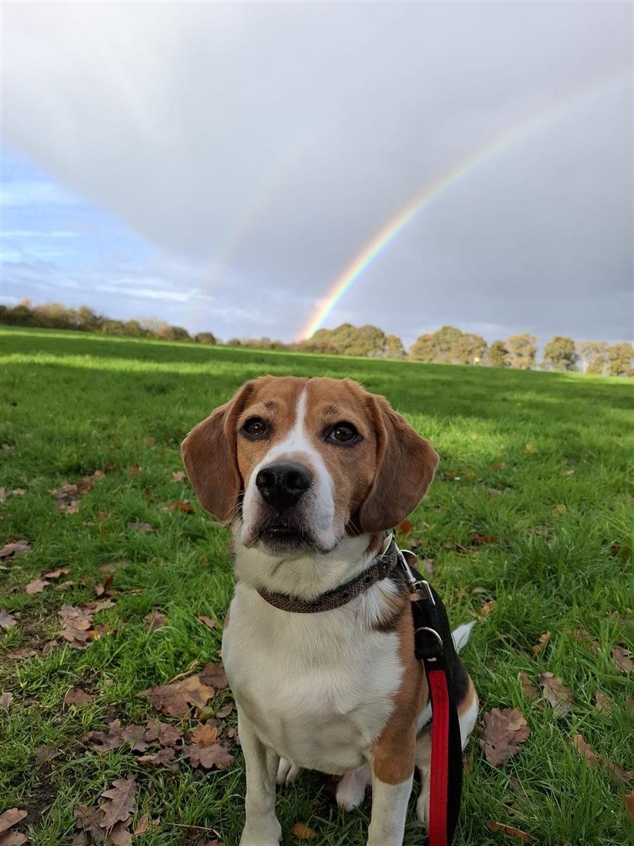 Arnold, a 7 years old male Beagle available for adoption from Blue Cross in Southampton, Hampshire