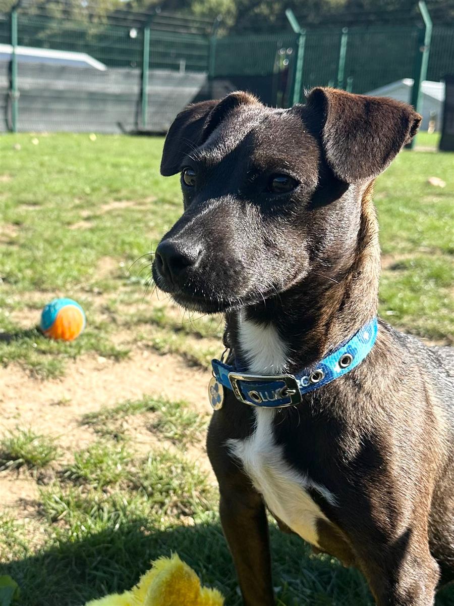 Wispa, a 1 year old female Patterdale Terrier available for adoption from Blue Cross in Suffolk, Oxfordshire