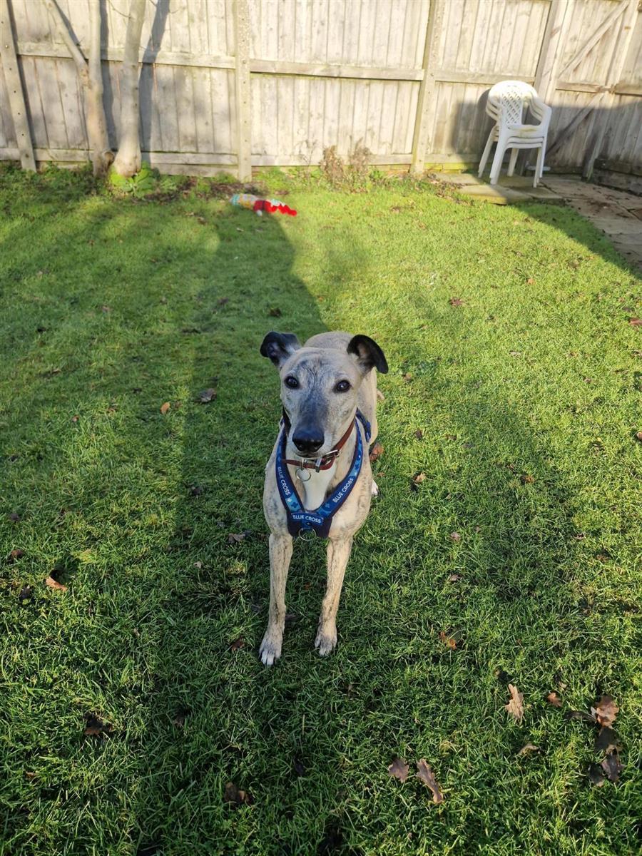 Indigo, a 7 years old female Whippet available for adoption from Blue Cross in Thirsk, North Yorkshire