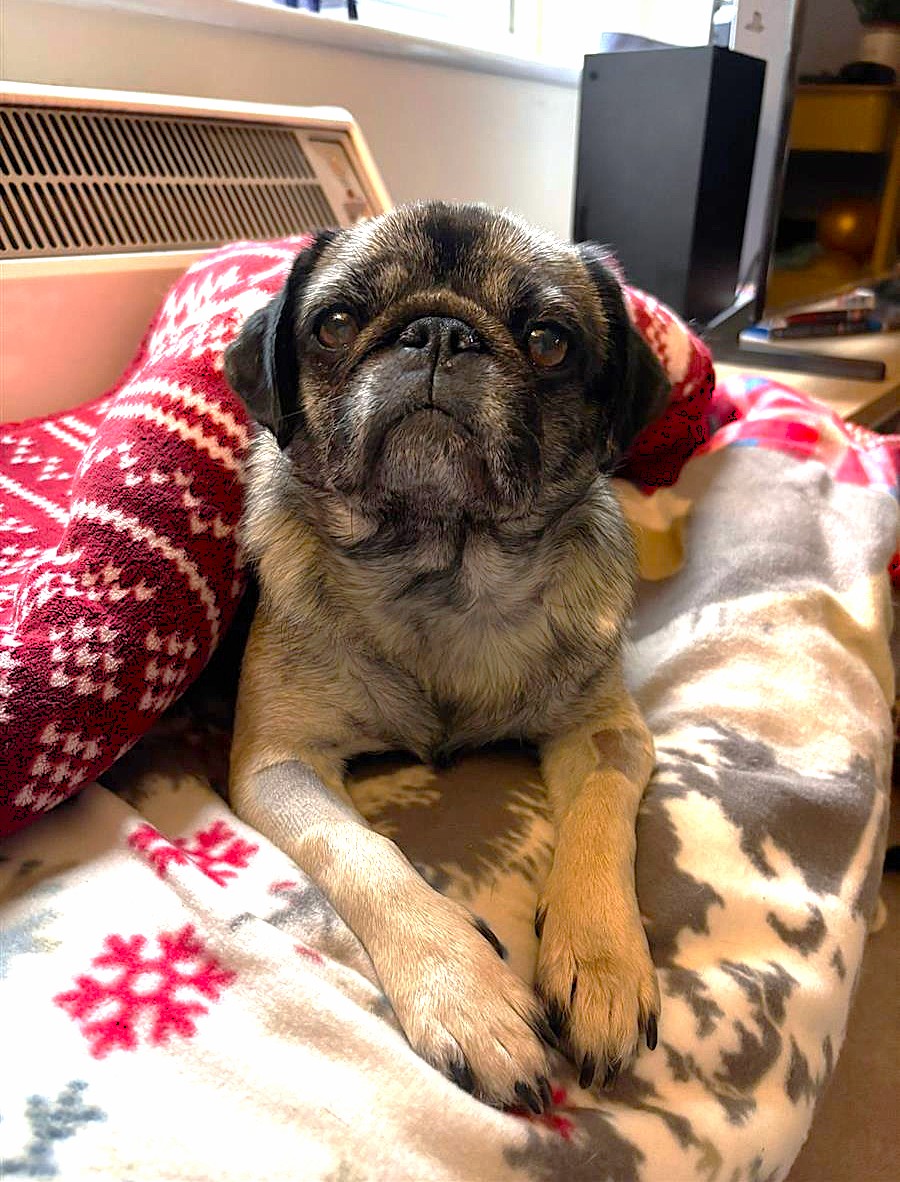 Olive, a 5 years old female Pug available for adoption from Blue Cross in Harpenden, Hertfordshire