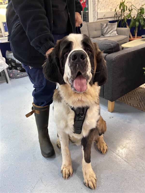 Daisy, a 2 years old female St Bernard available for adoption from Blue Cross in Burford, Oxfordshire