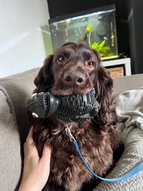 Hugo, a 5 years old male Cocker Spaniel available for adoption from Blue Cross in Greater Manchester rehoming, advice and behaviour unit