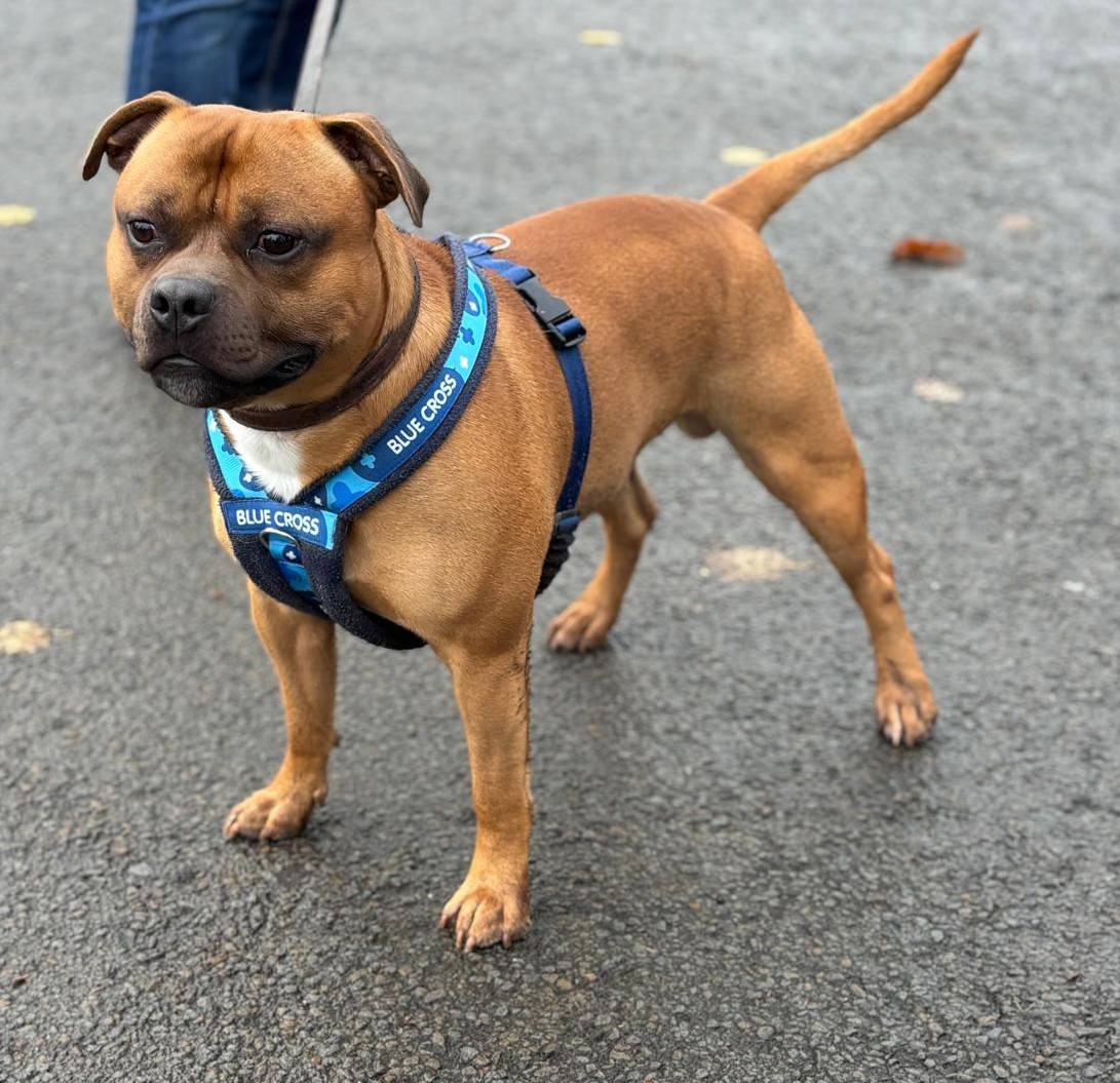 Taffy, a 2 years old male Staffordshire Bull Terrier available for adoption from Blue Cross in Newport, Wales