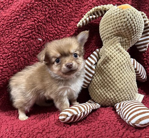 Black Collar, a 1 month old male Chihuahua available for adoption from Blue Cross in Burford, Oxfordshire