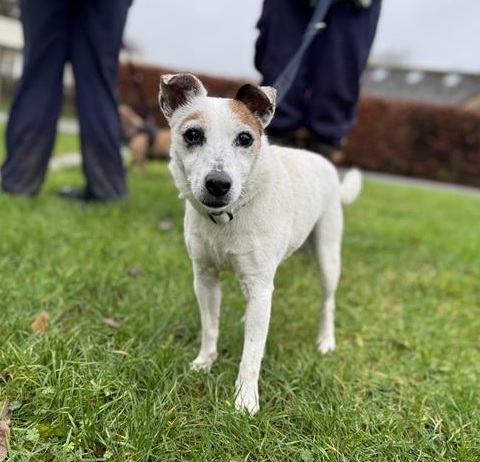 Darcy And Billy, a 14 years old female Jack Russell Terrier available for adoption from Blue Cross in Burford, Oxfordshire