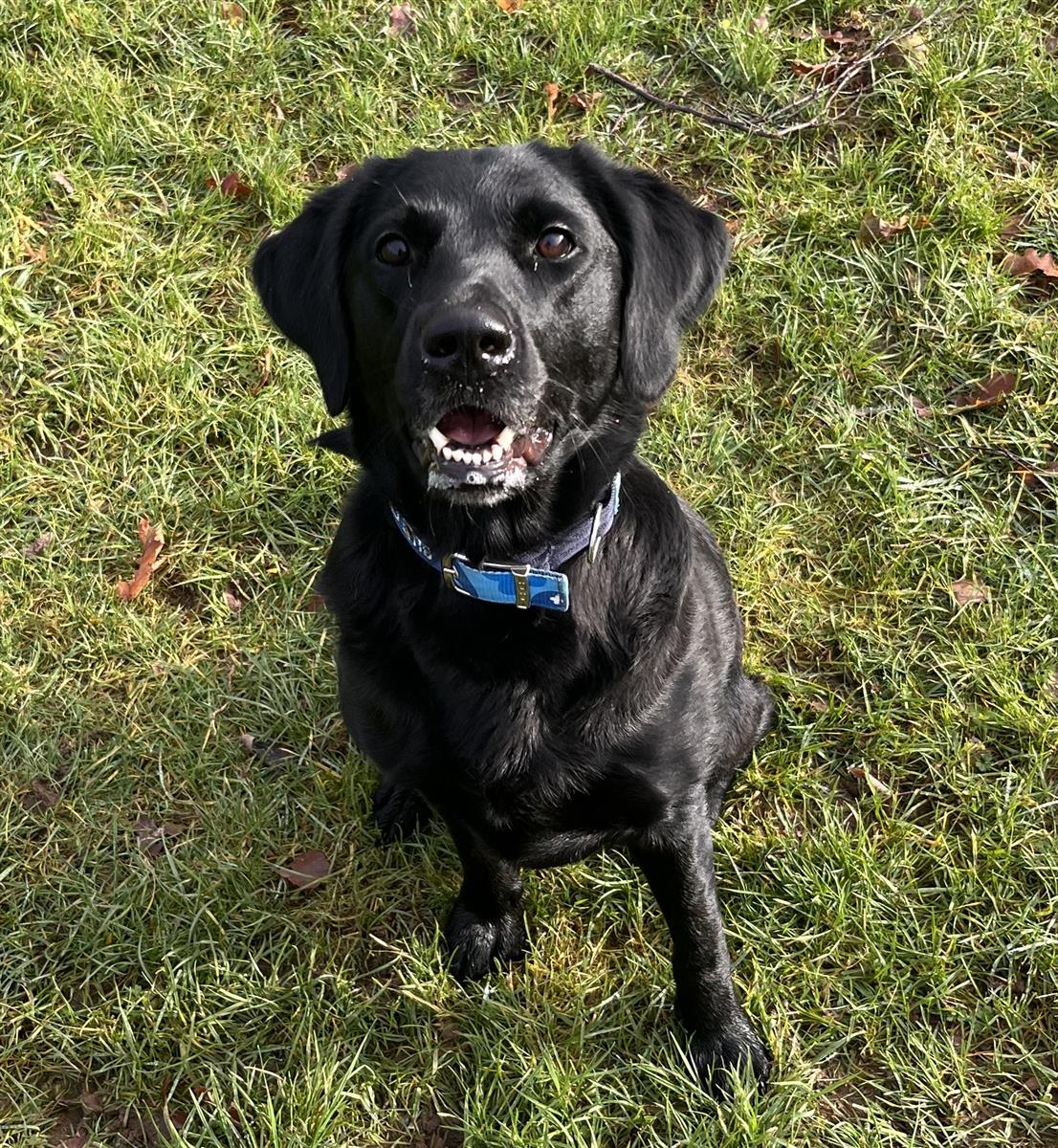 Leyla, a 3 years old female Labrador available for adoption from Blue Cross in Aston Fields, West Midlands