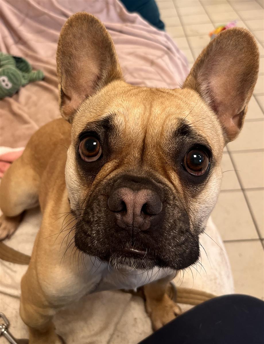Miss Duchess, a 4 years old female French Bulldog available for adoption from Blue Cross in Bromsgrove, West Midlands