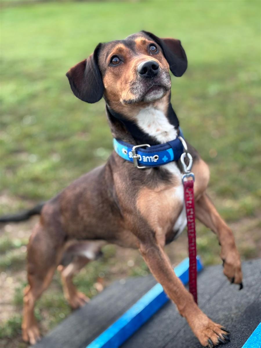 Marley, a 3 years old male Crossbreed available for adoption from Blue Cross in Suffolk, Oxfordshire
