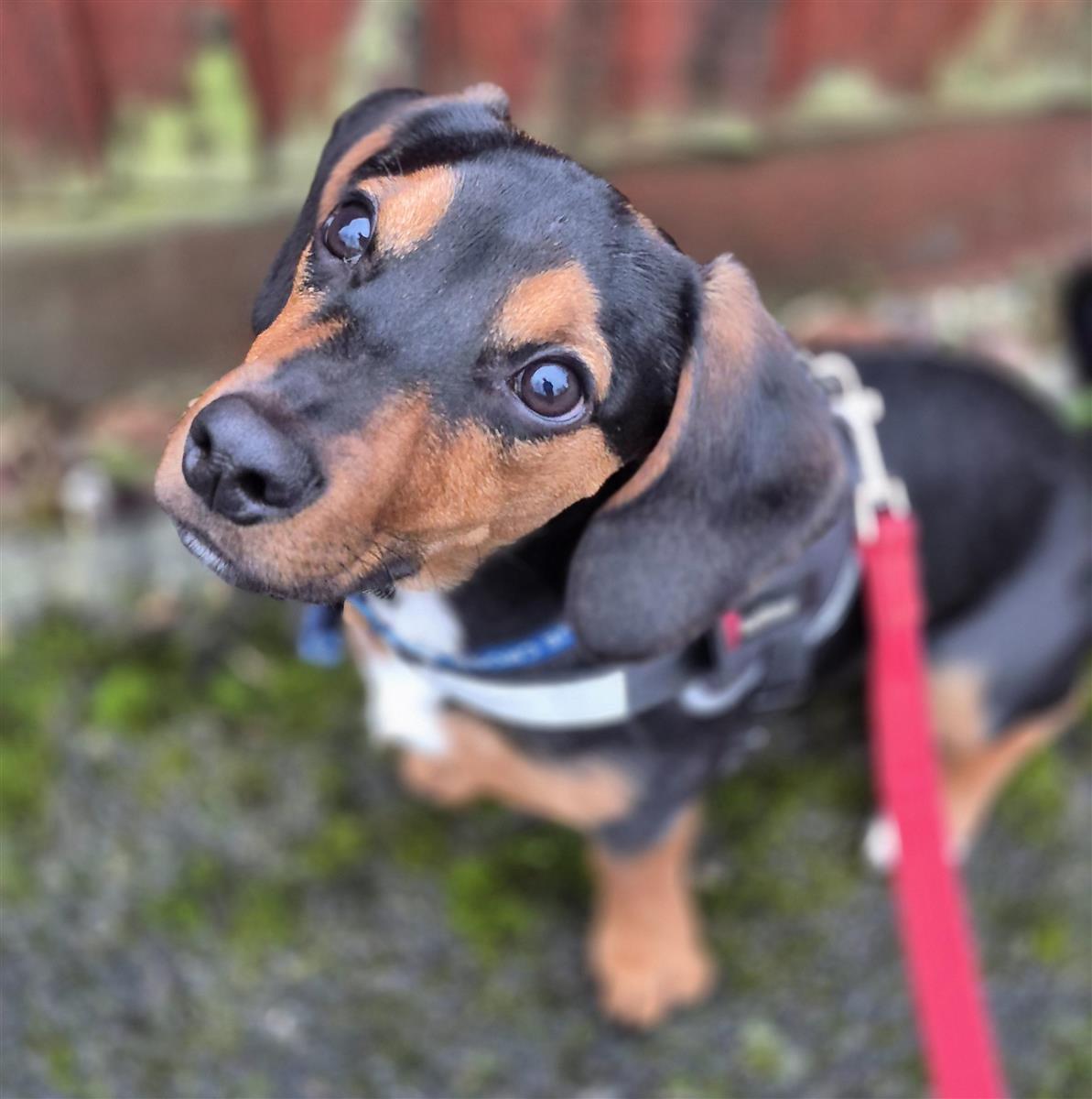 Rusty, a 6 months old male Dachshund available for adoption from Blue Cross in Southampton, Hampshire