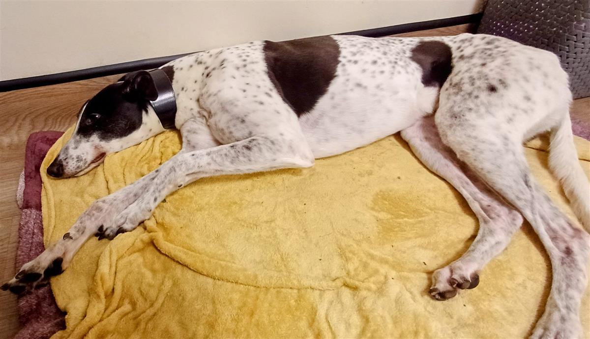 Blitzen, a 6 years old male Greyhound available for adoption from Blue Cross in Bromsgrove, West Midlands