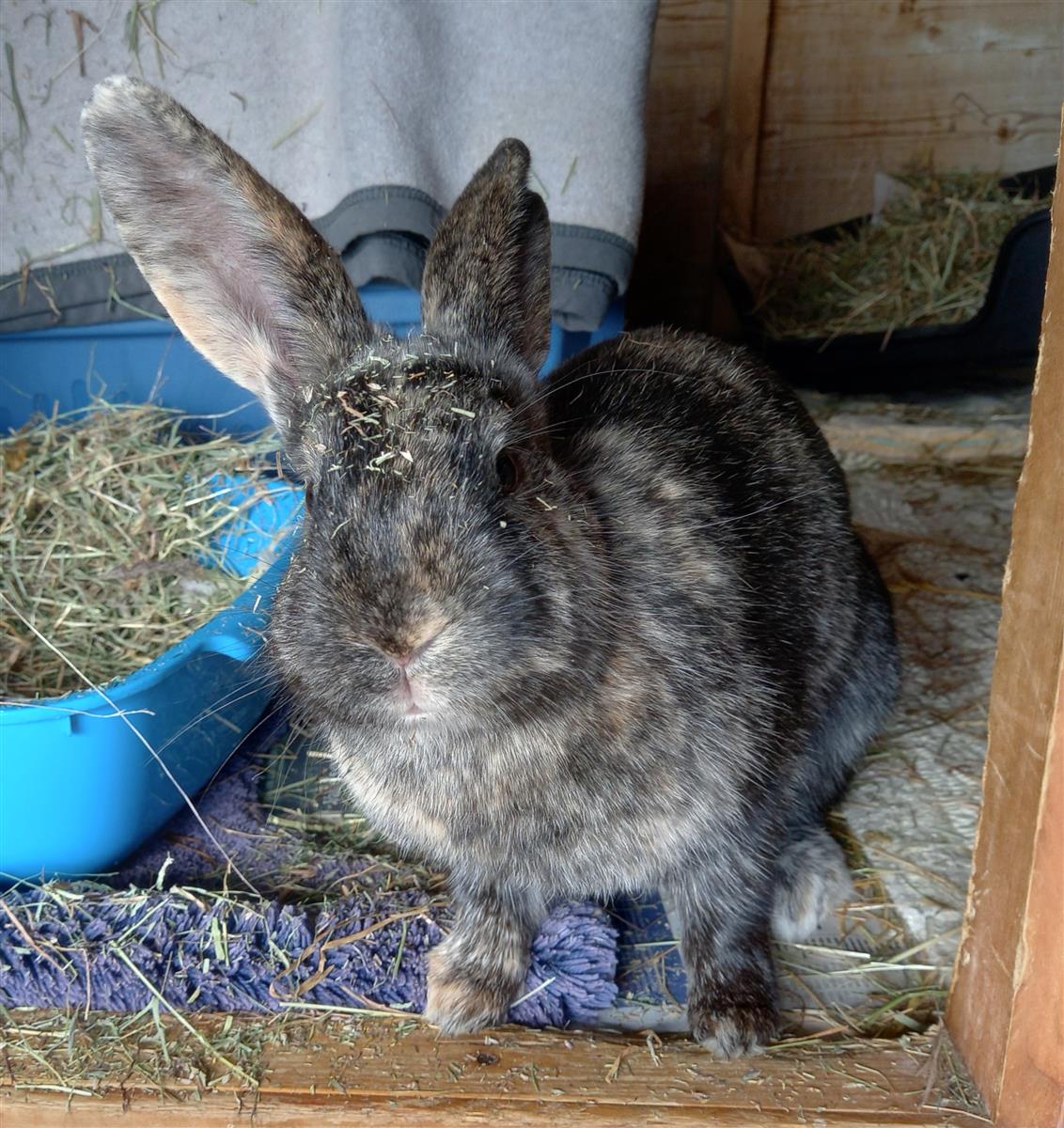 Baroness Karren Brady