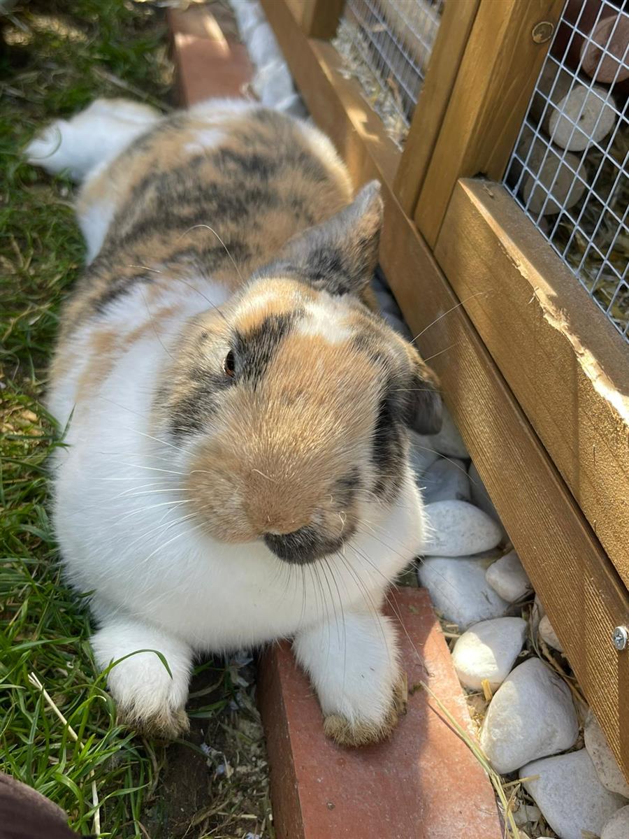 Flopsy — photo 1