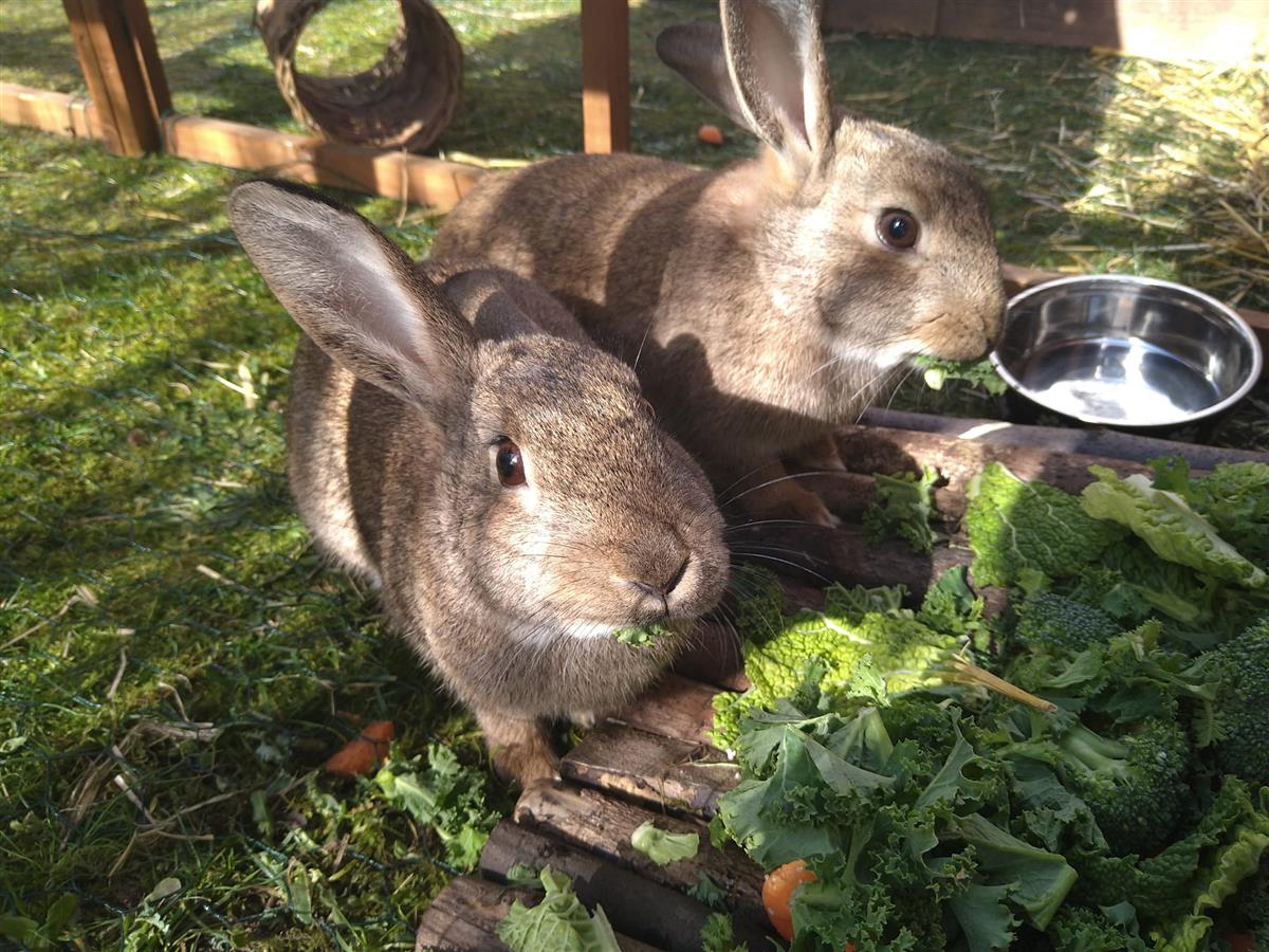 Matilda (& Mavis) — photo 1