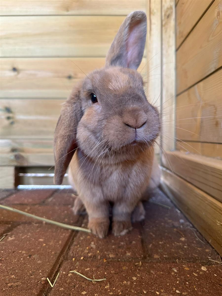 Jasper — photo 1