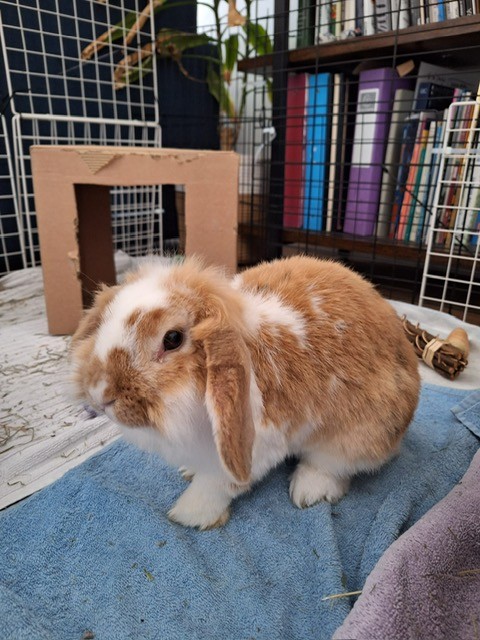 Susie — photo 1