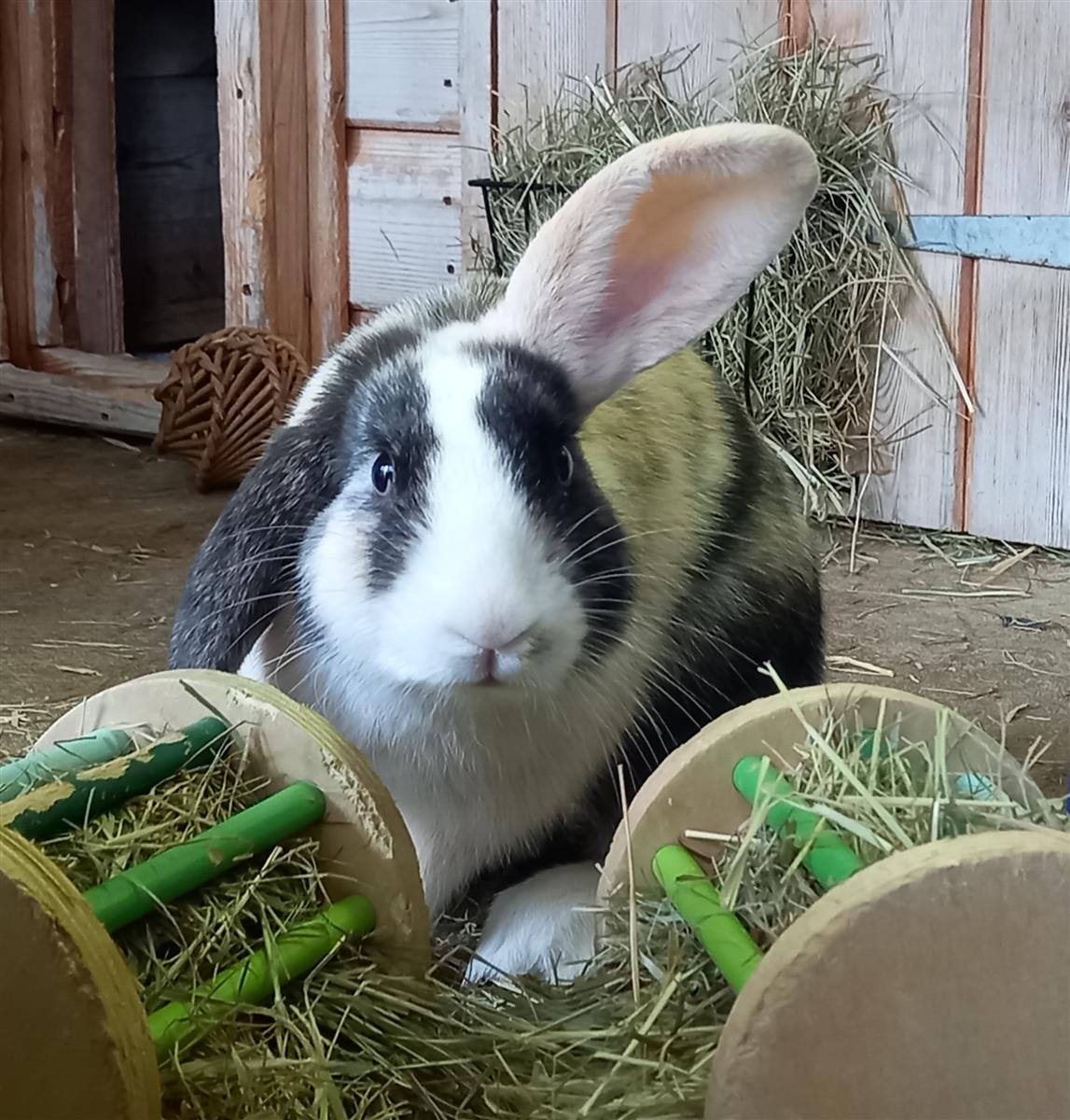 Bertie — photo 1