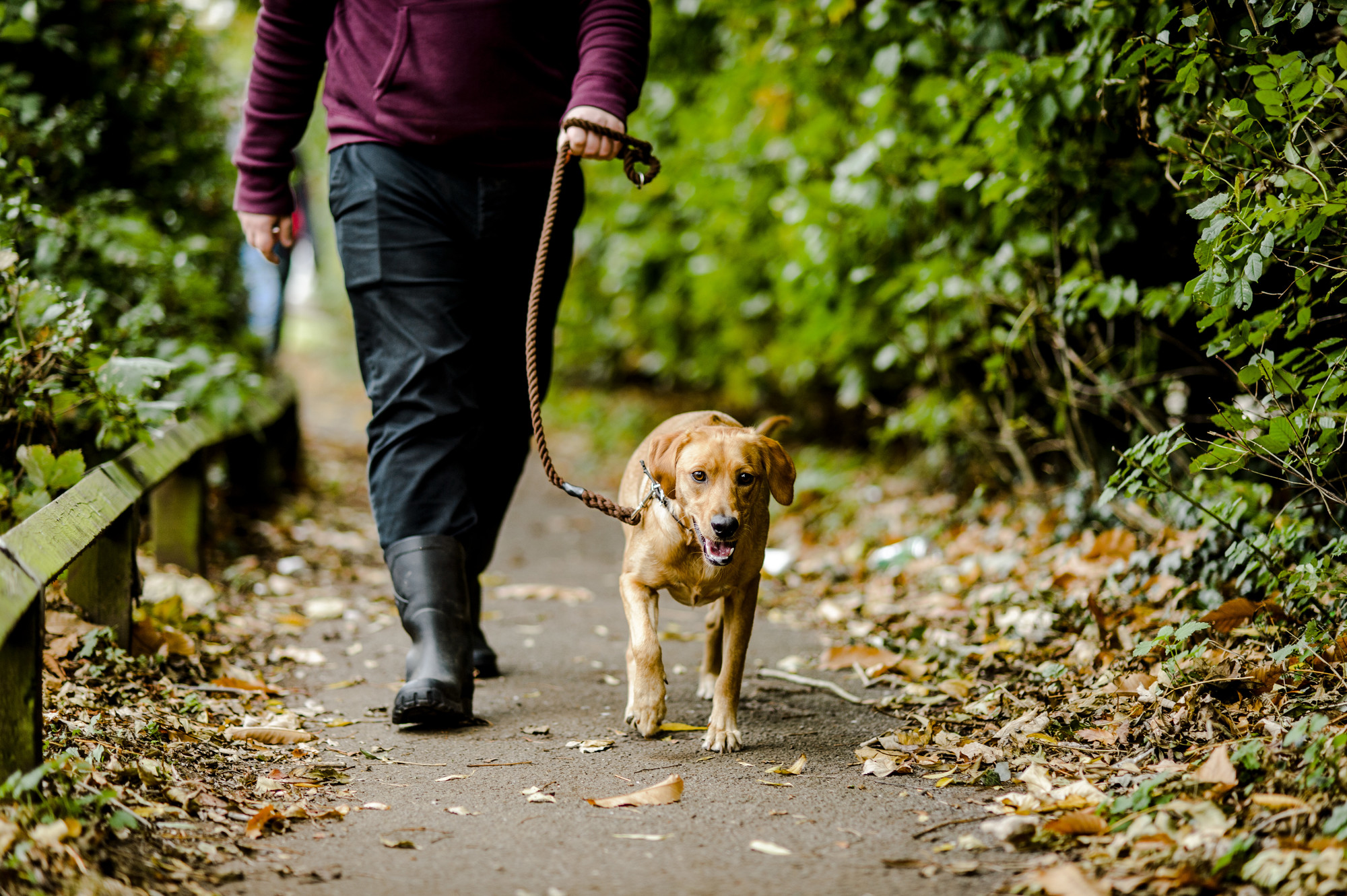 Dog on lead being walked