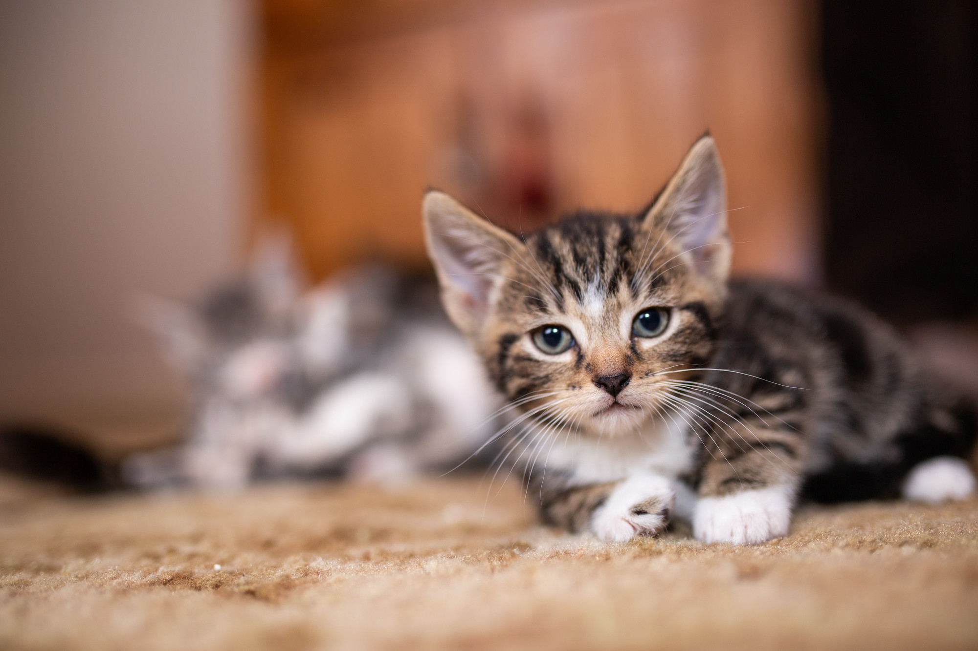 Kitten lying on carpet, looking at the camera