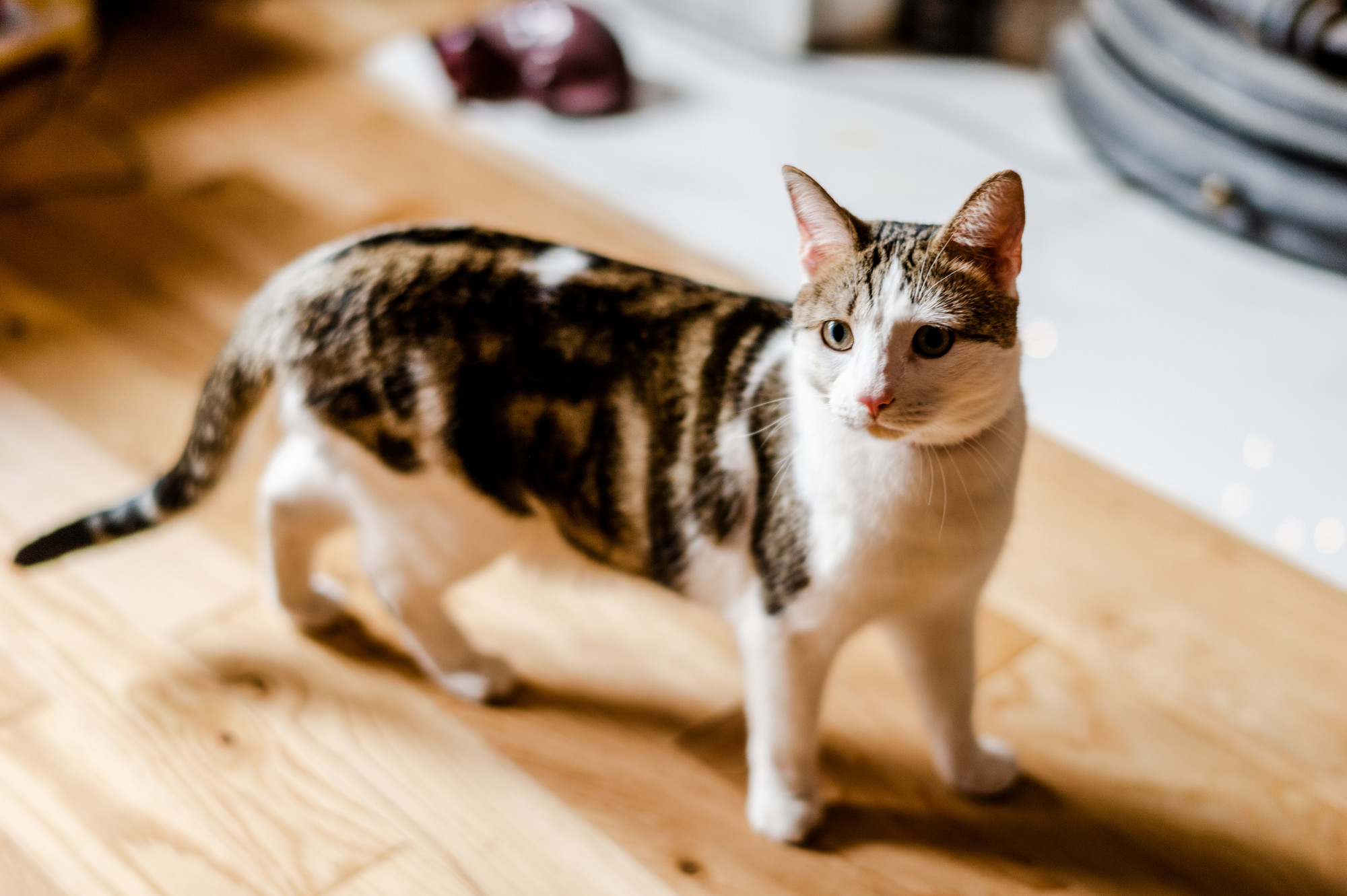 Tabby cat on wooden flooring