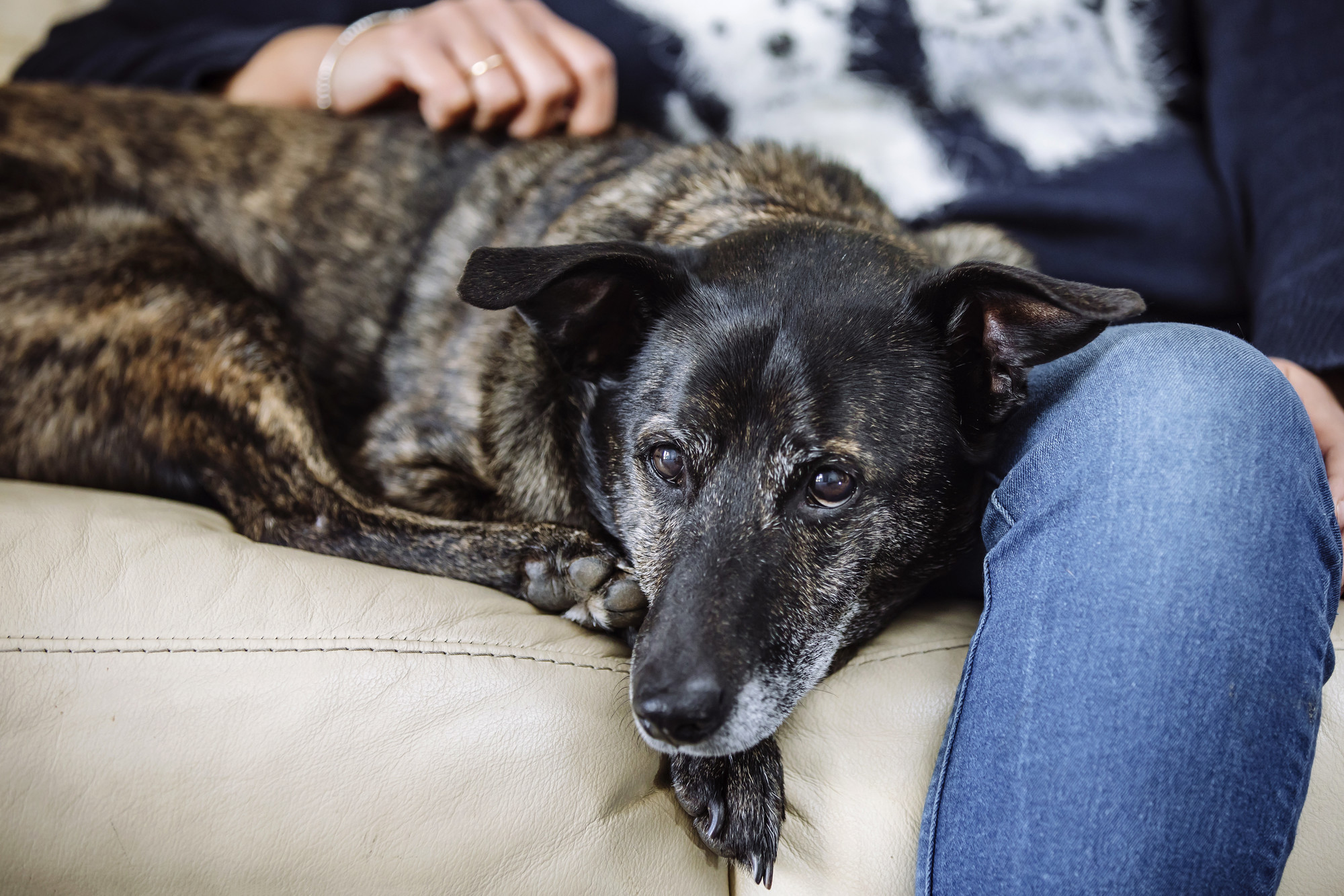 Dog curled up on the sofa next to their owner