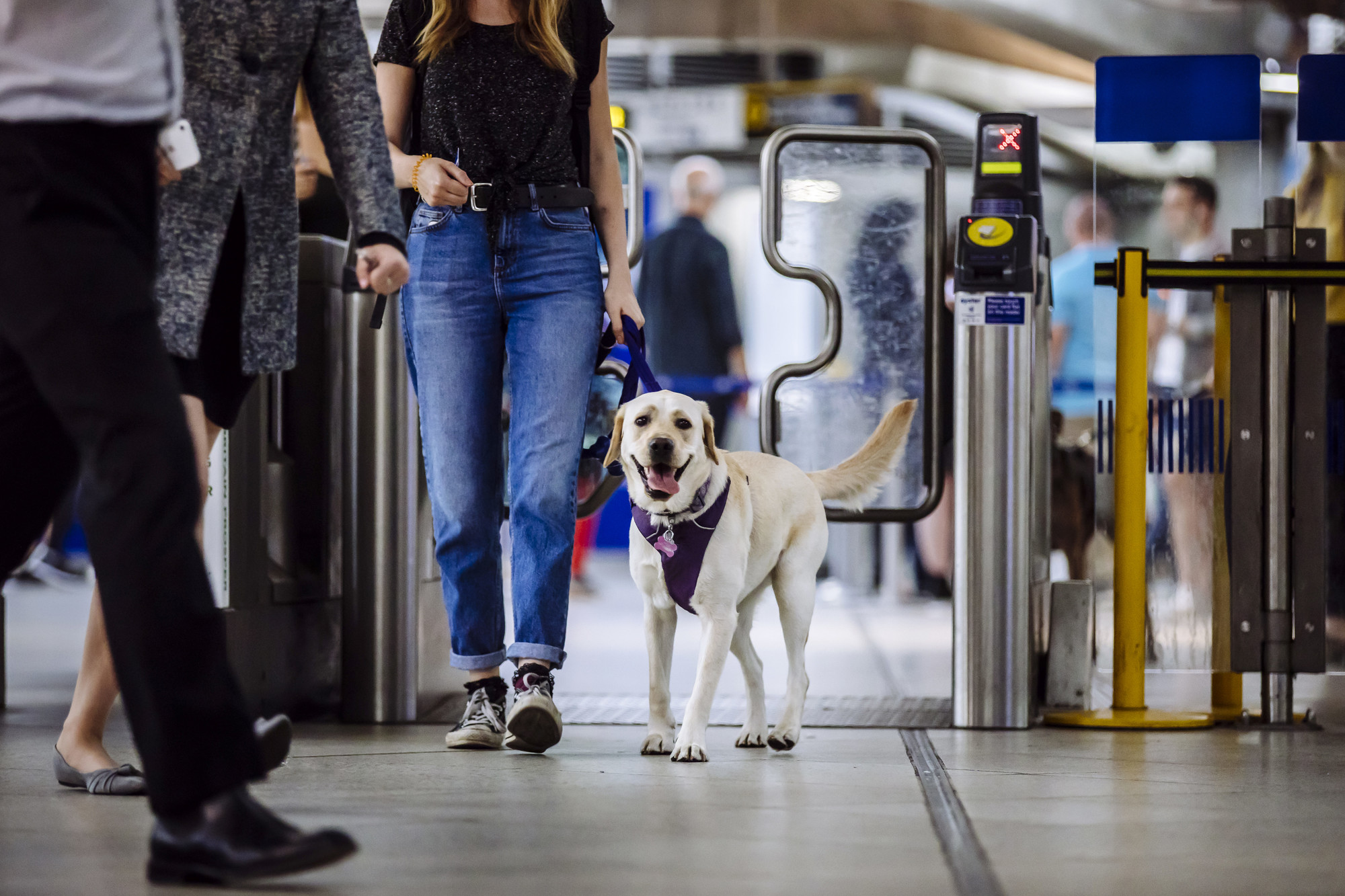 Golden Labrador walking through ticket barrier at station