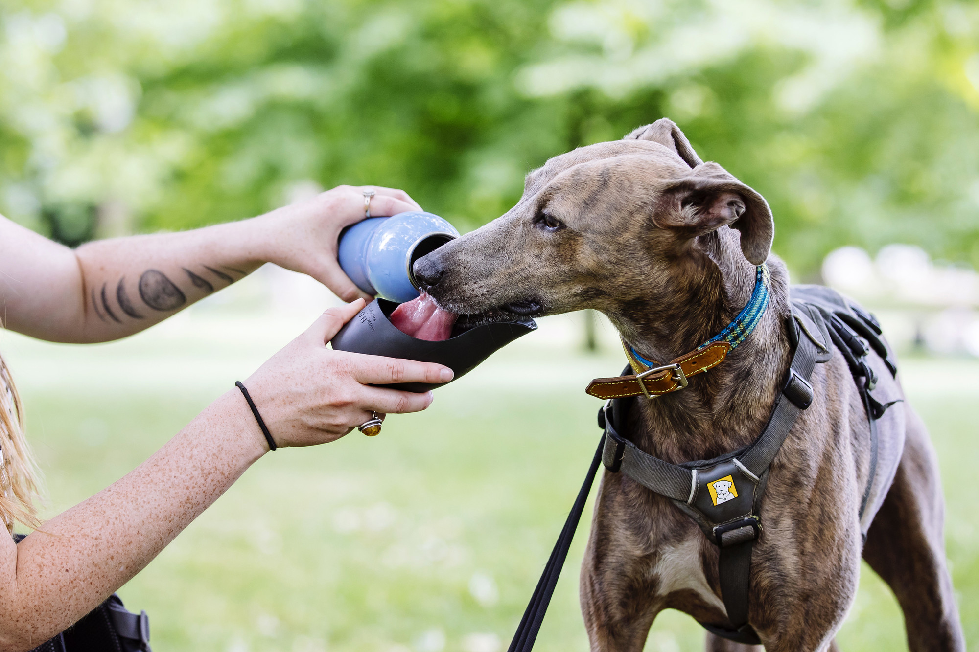 Brindle lurcher drinking water in the park