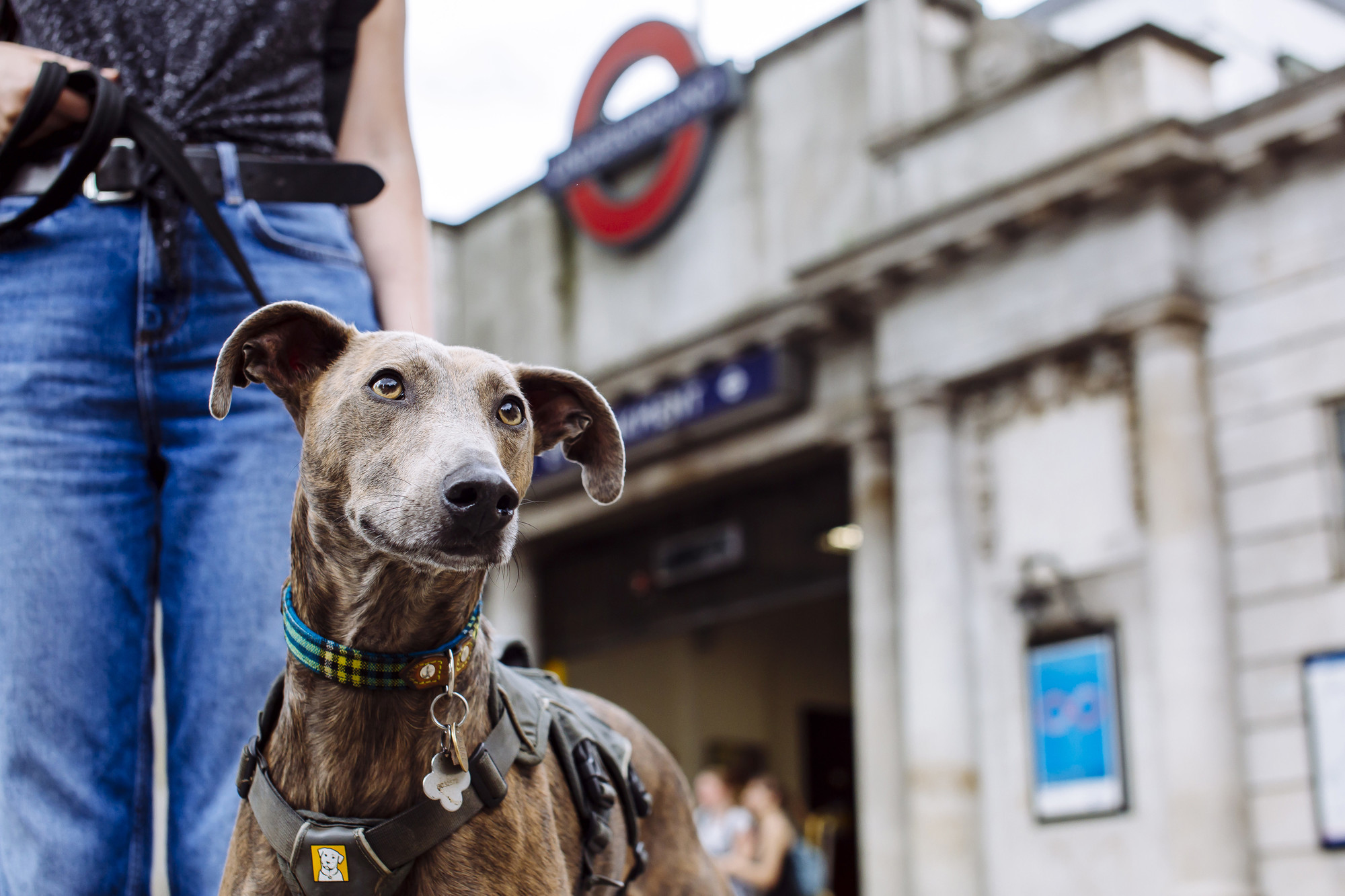 Brindle lurcher outside Underground station