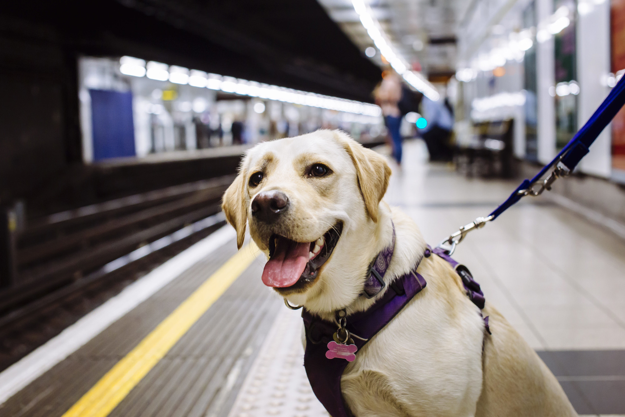 Golden labrador sat on train platform