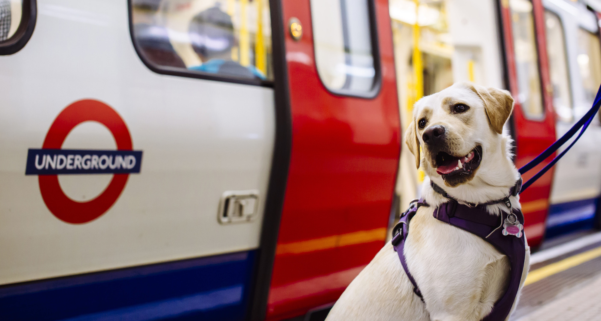 Golden Labrador stood on the platform waiting for Underground train