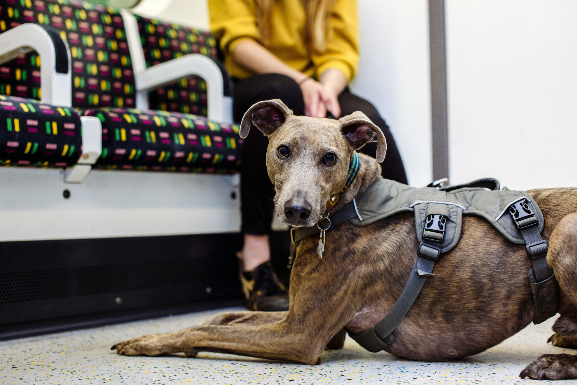 Brindle lurcher on Underground 