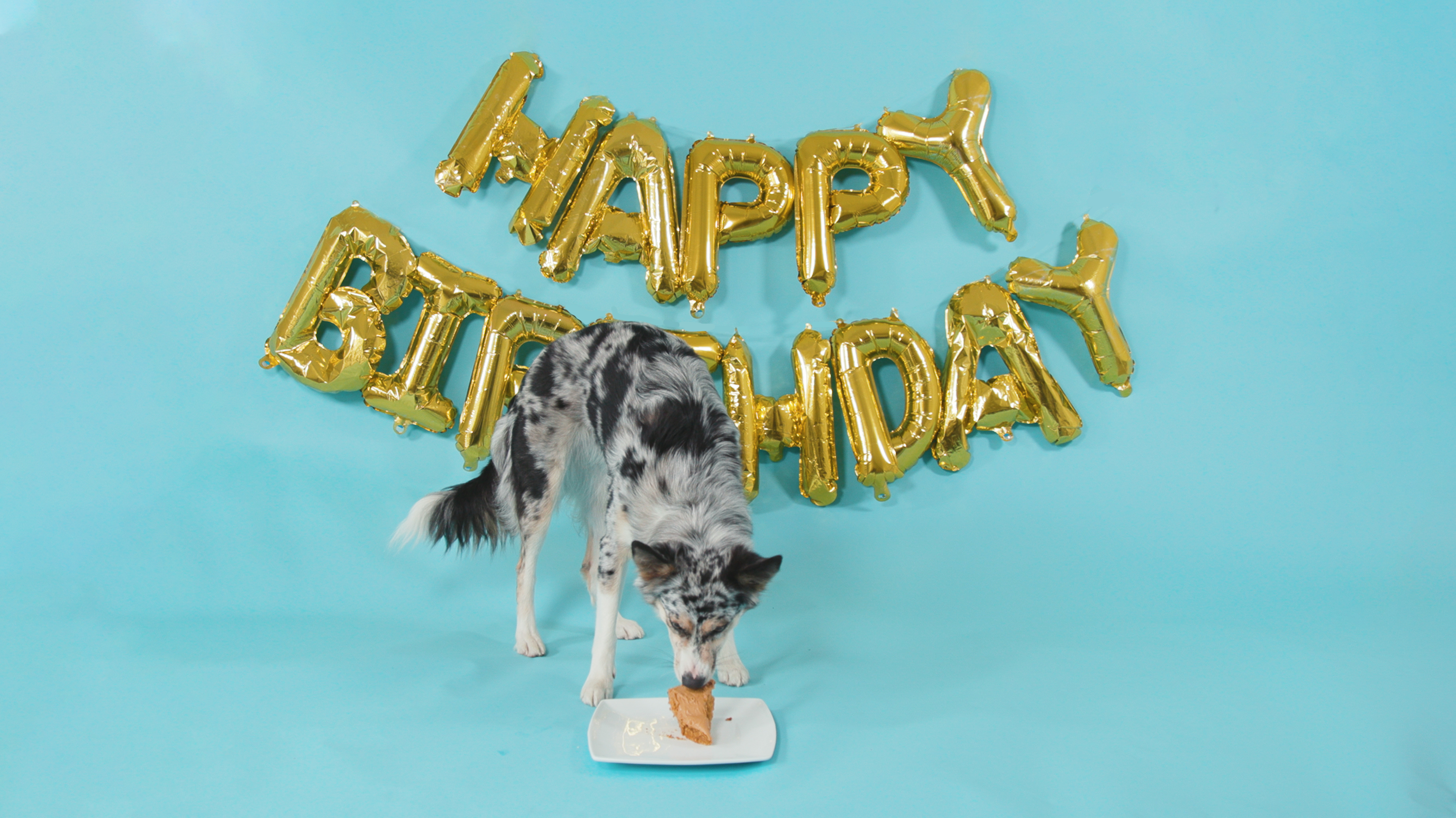 Dog eating dog-friendly birthday cake