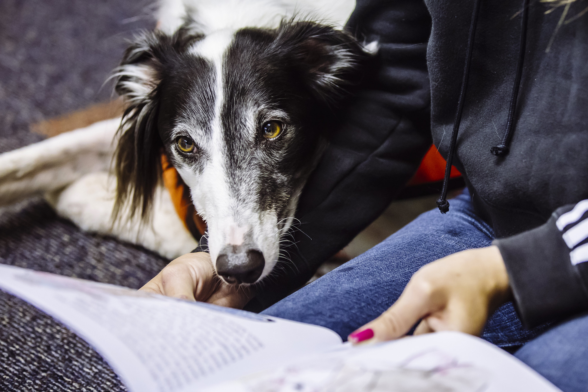 Lurcher with head on a lap