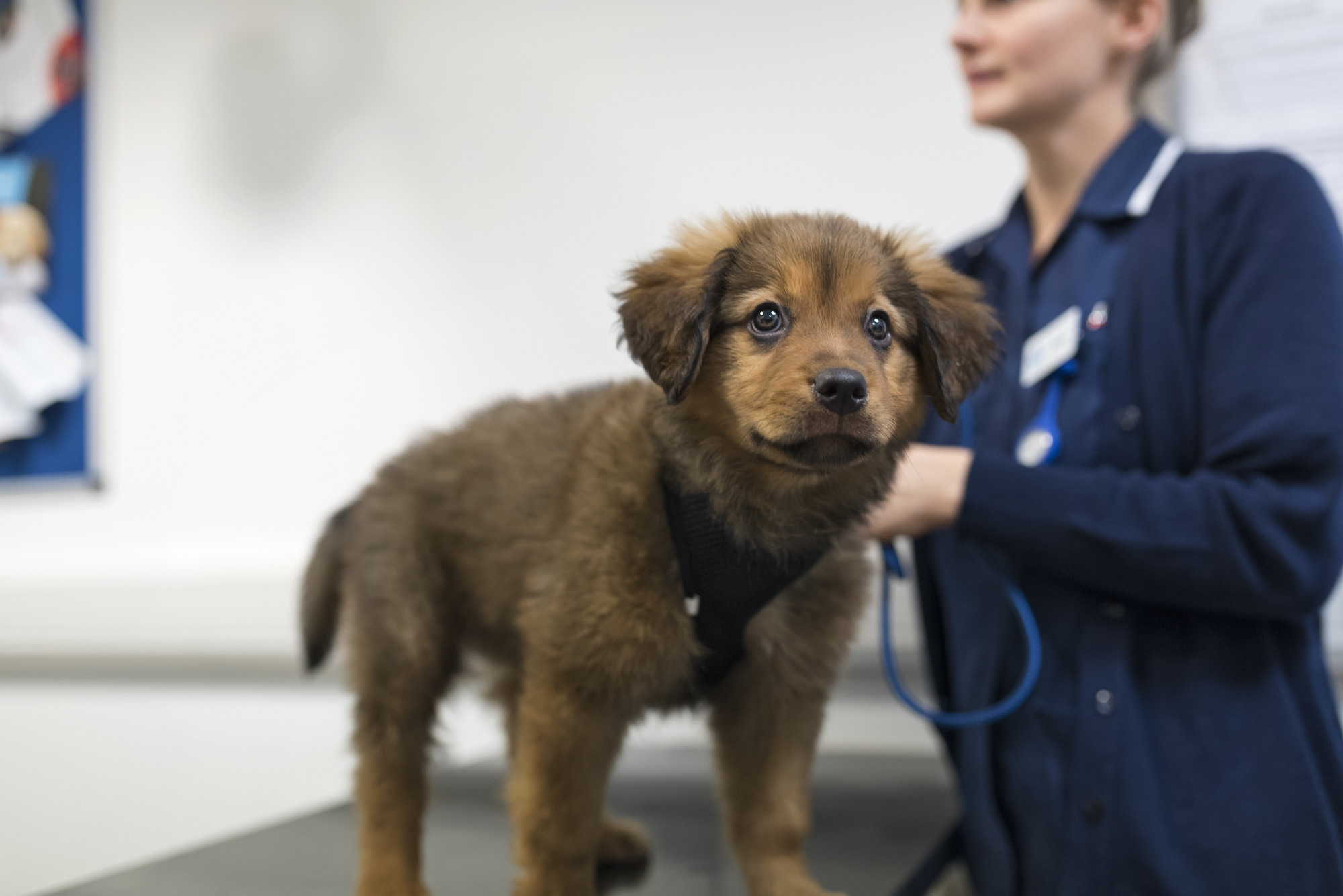 a puppy stands on an examination table with a vet nurse standing behind him.