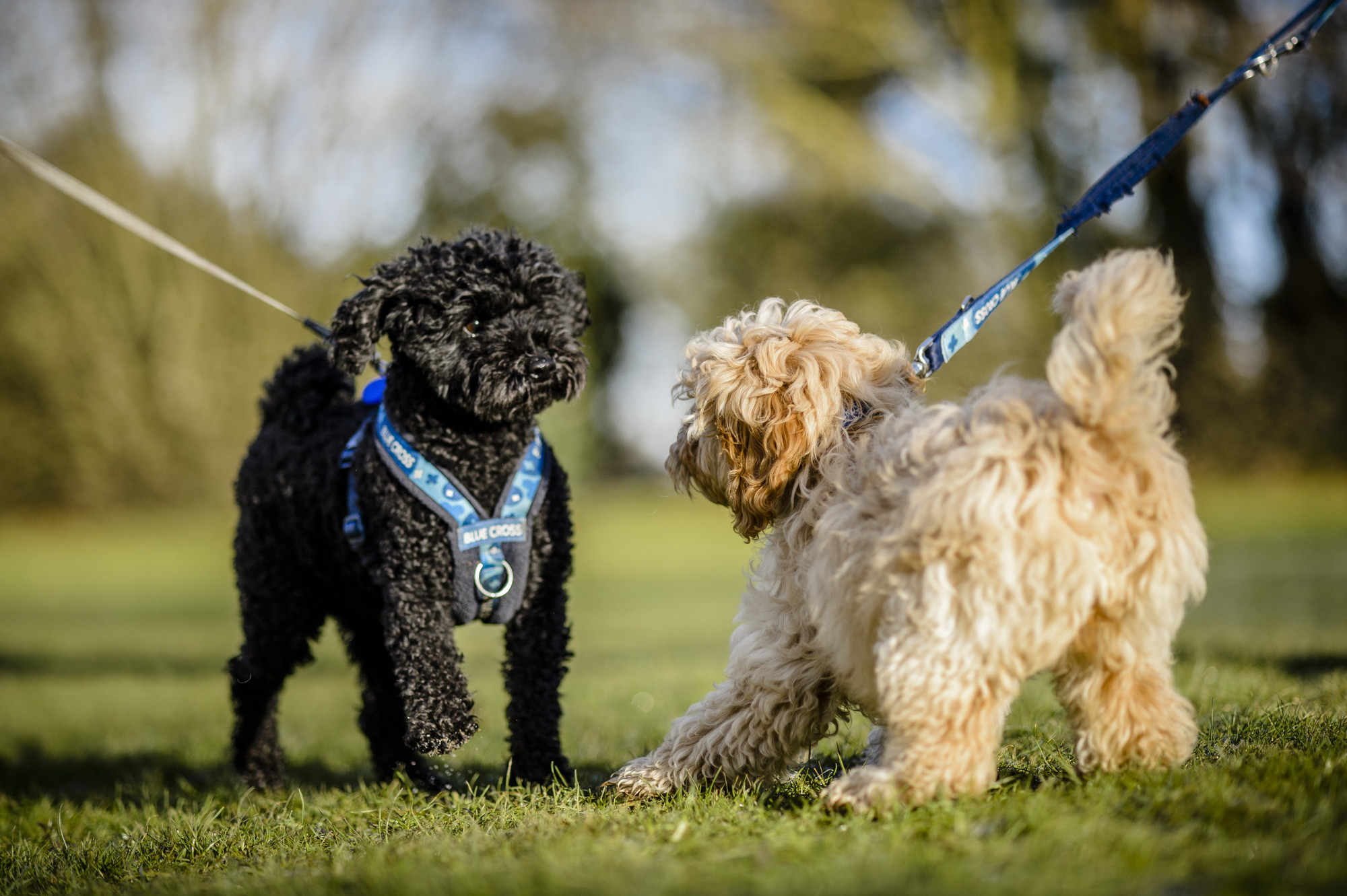 an apricot cockerpoo puppy says hello to a black poodle. Both dogs are on lead.