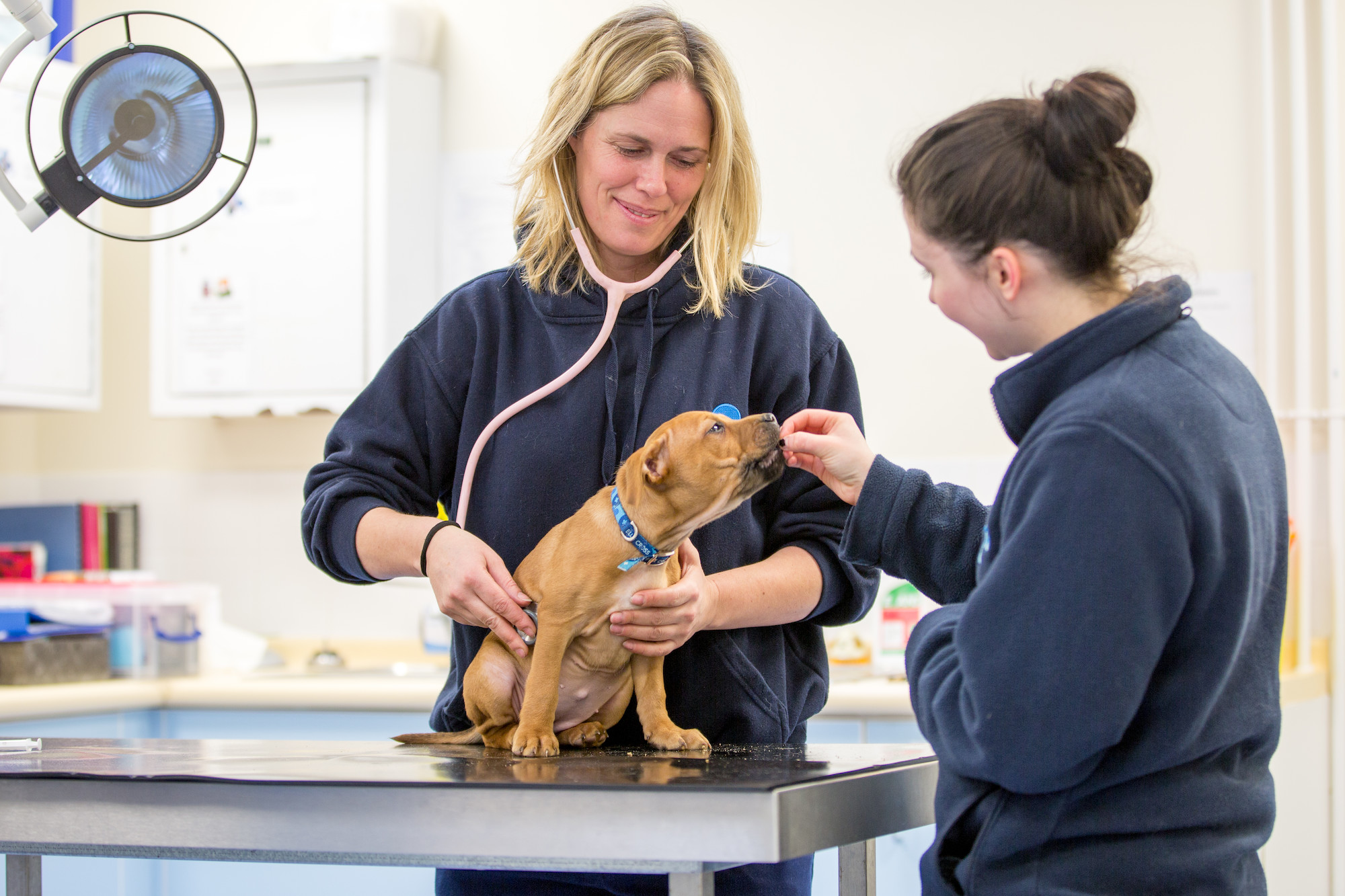 a puppy sits on a vet examination table whilst his owner gives him a treat and a vet uses her stethoscope 