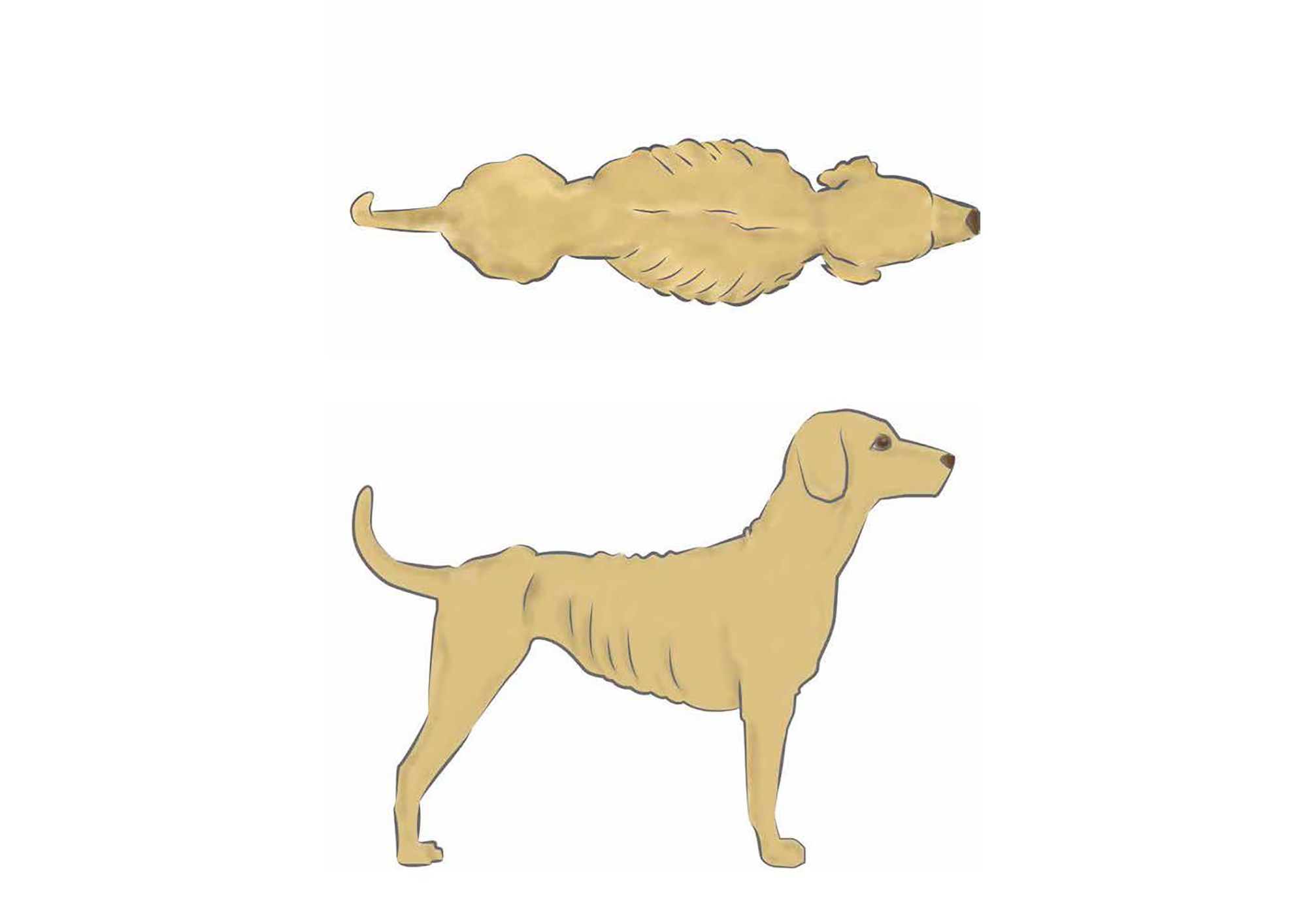 dog body score - 1 emaciated