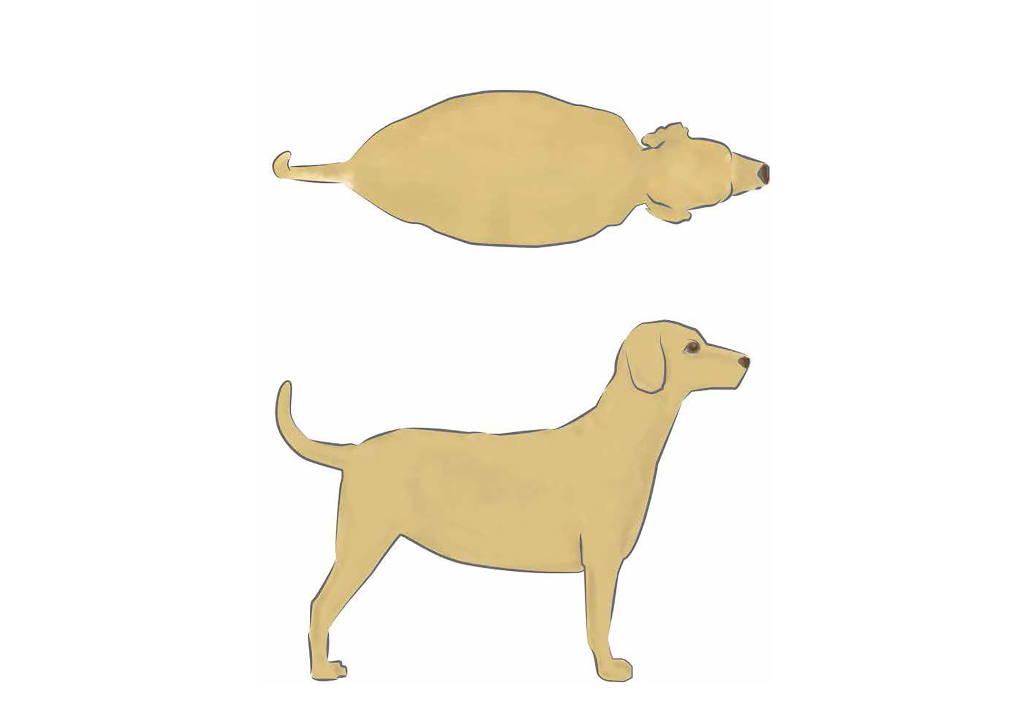 dog body score - 5 obese