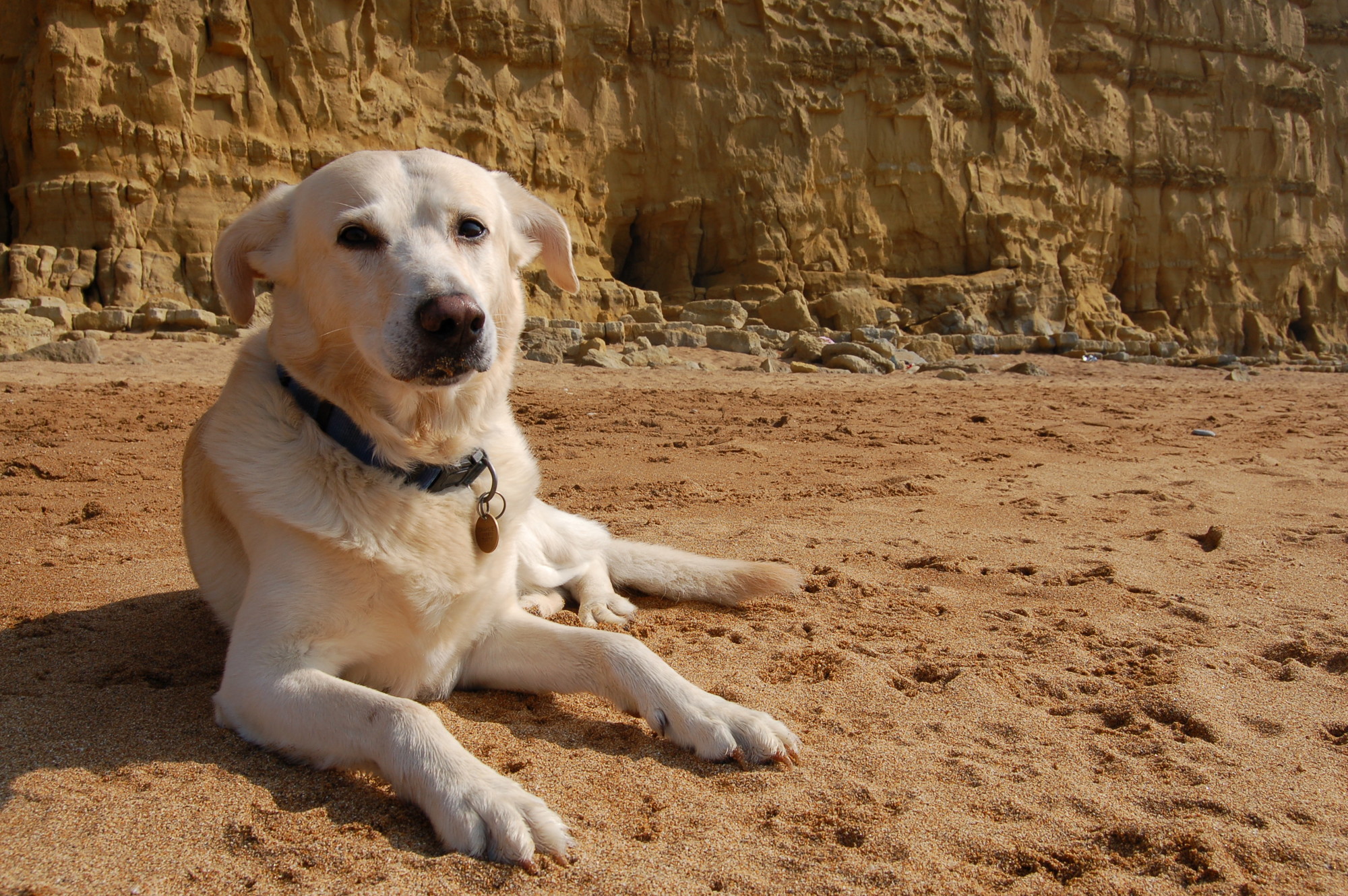 Golden Labrador on the beach