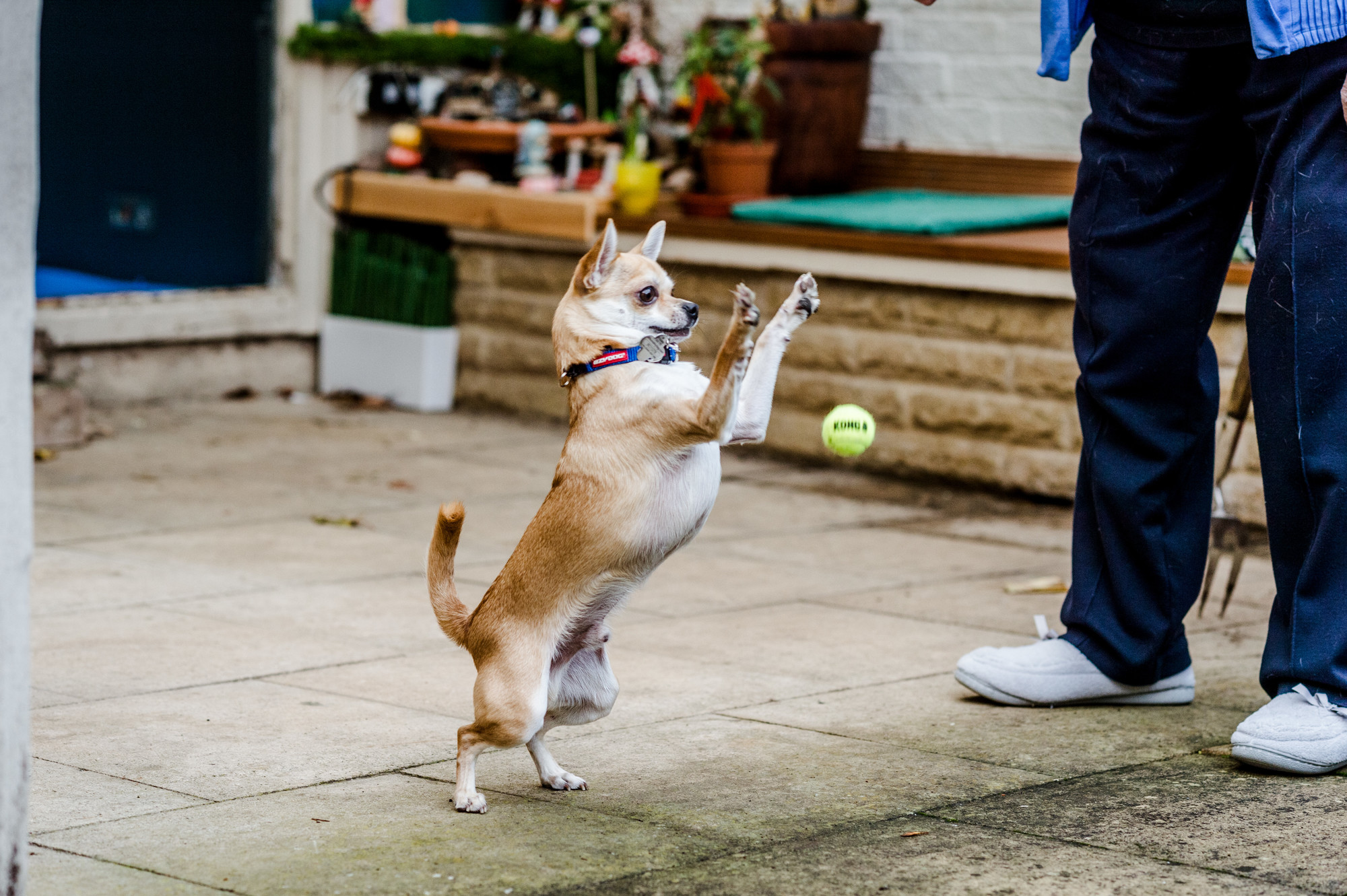 Chihuahua with tennis ball