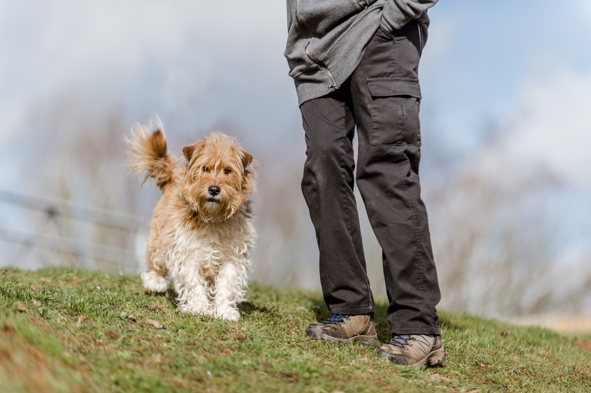 Terrier on a walk in the country