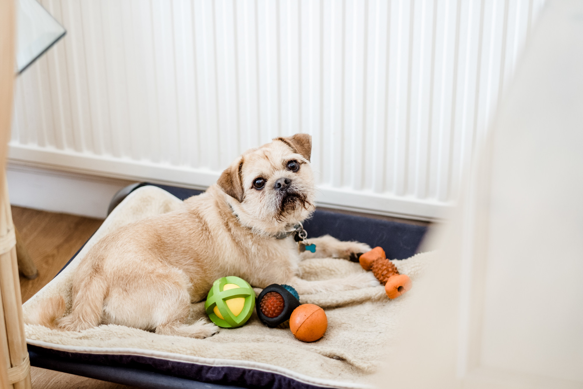 Dog on bed with toys