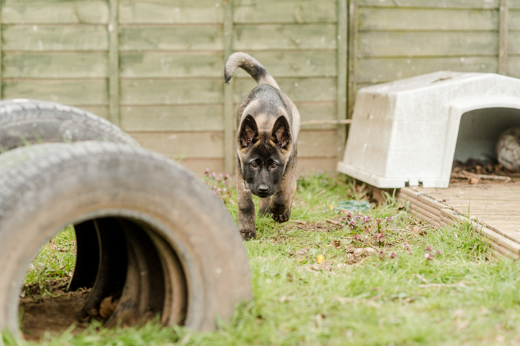 Belgian shepherd in garden