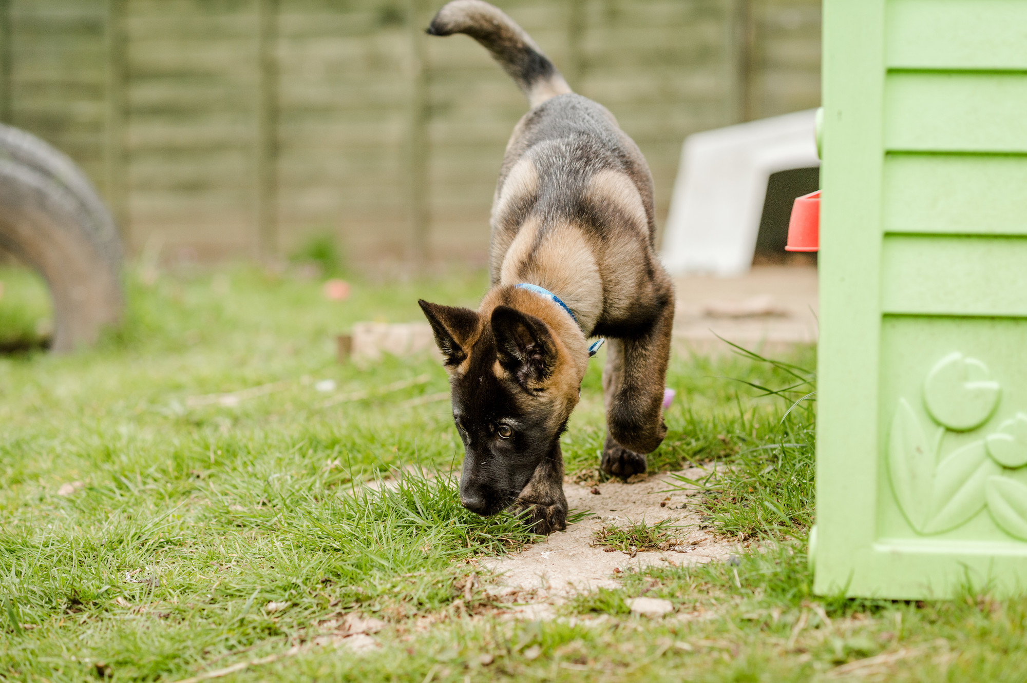 Belgian shepherd sniffing