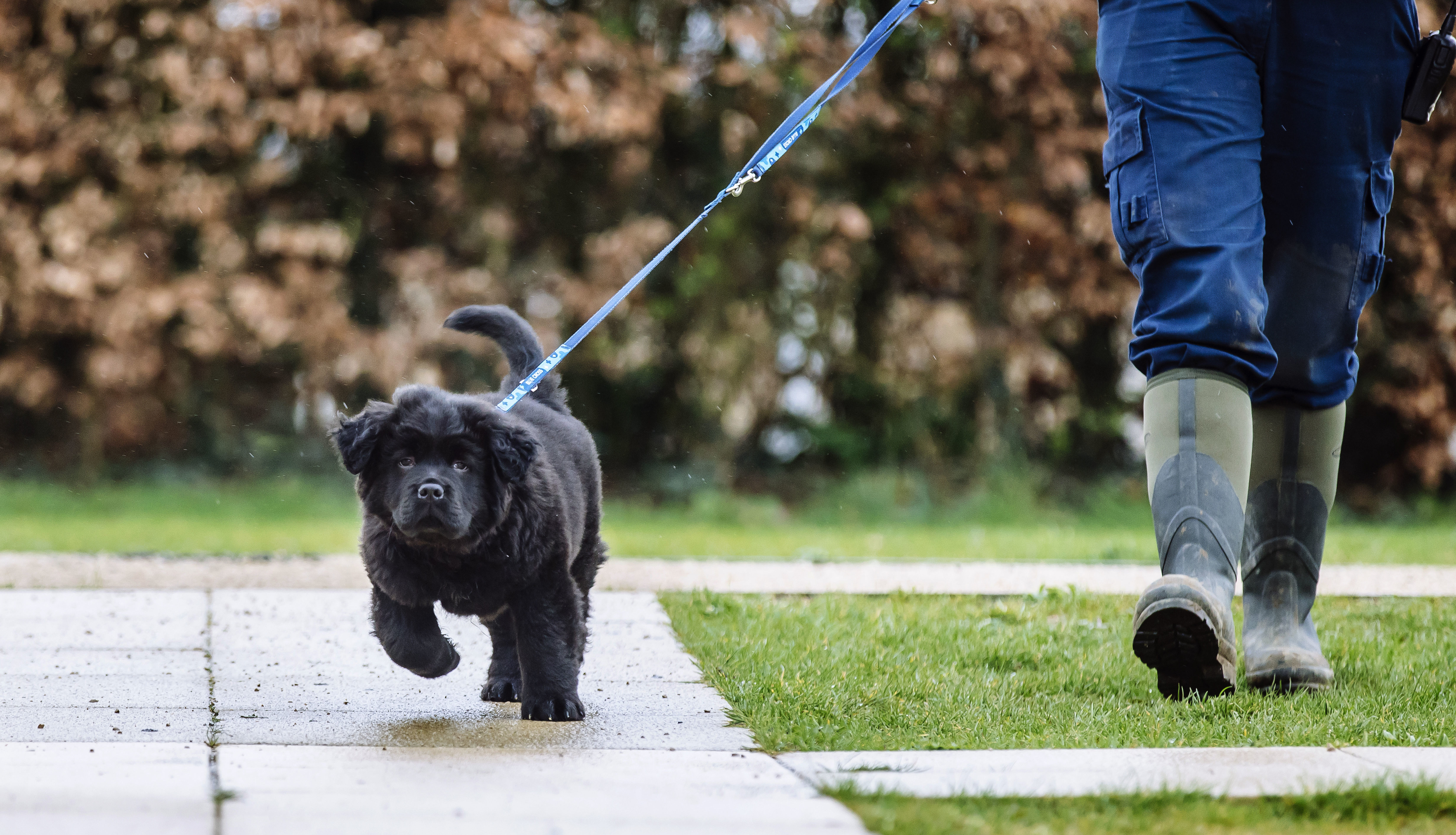 Baloo the black Newfoundland puppy walks on a lead