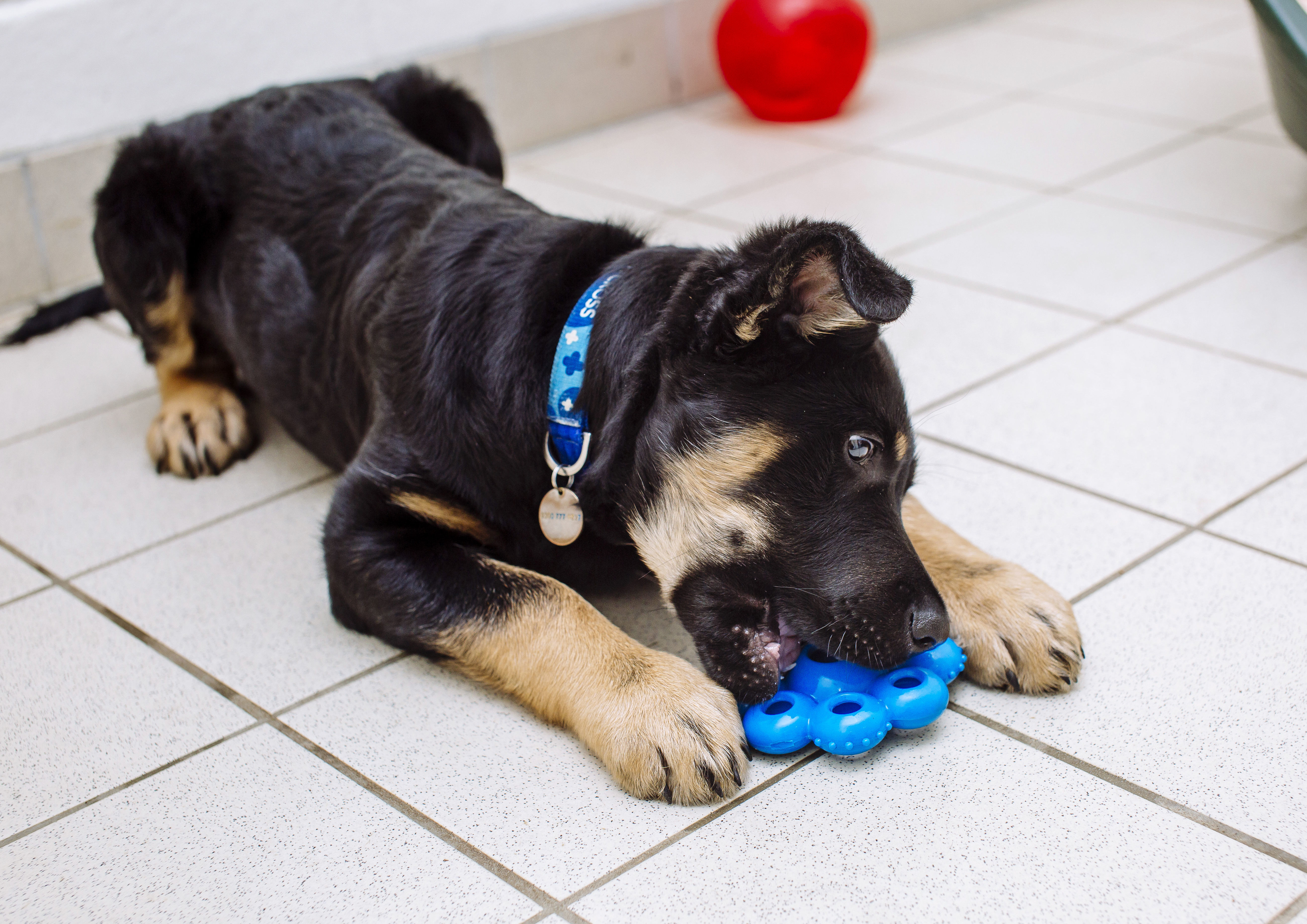 a black and tan puppy eats from a blue activity food toy