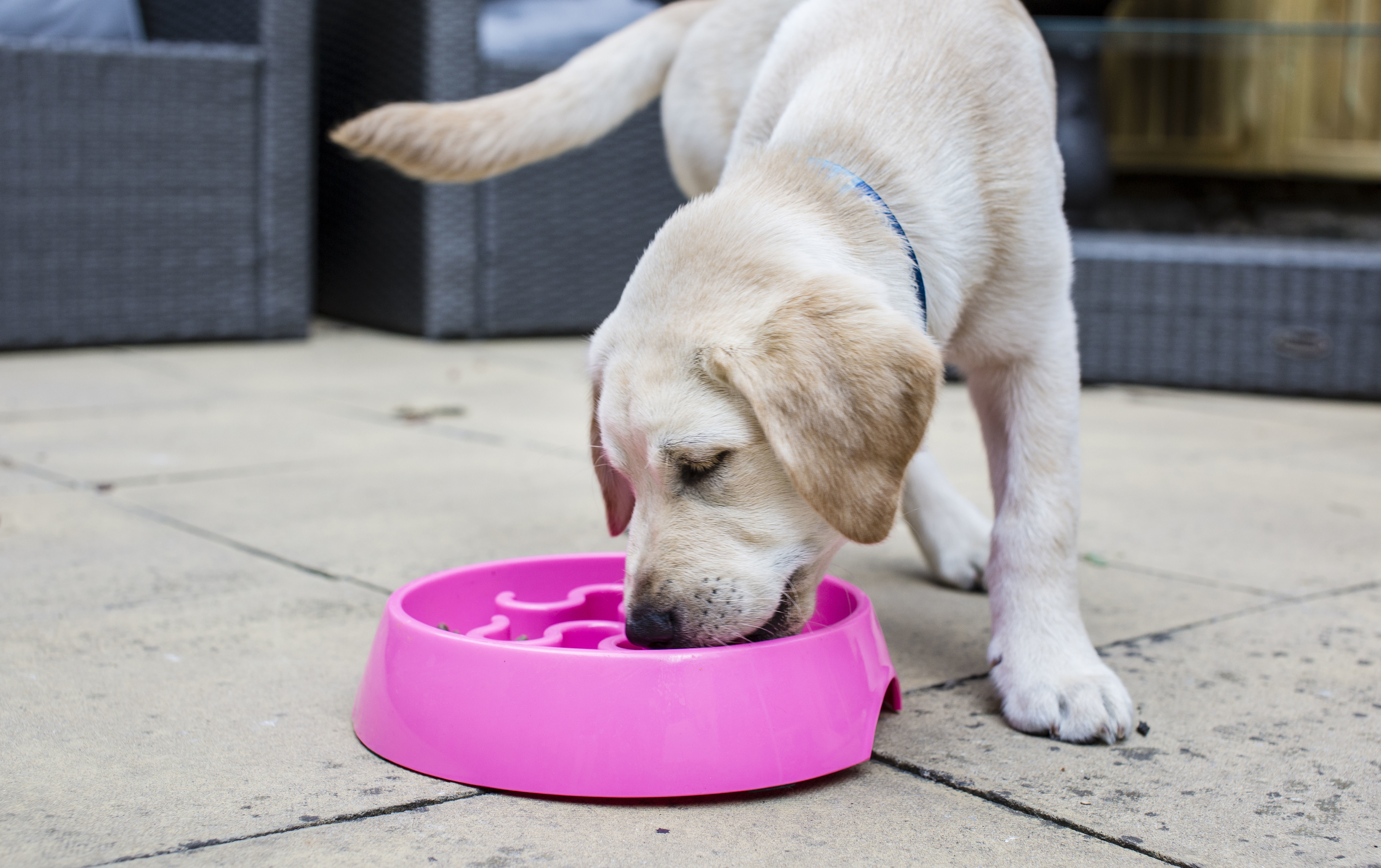 a yellow Labrador puppy eats from a bright pink bowl