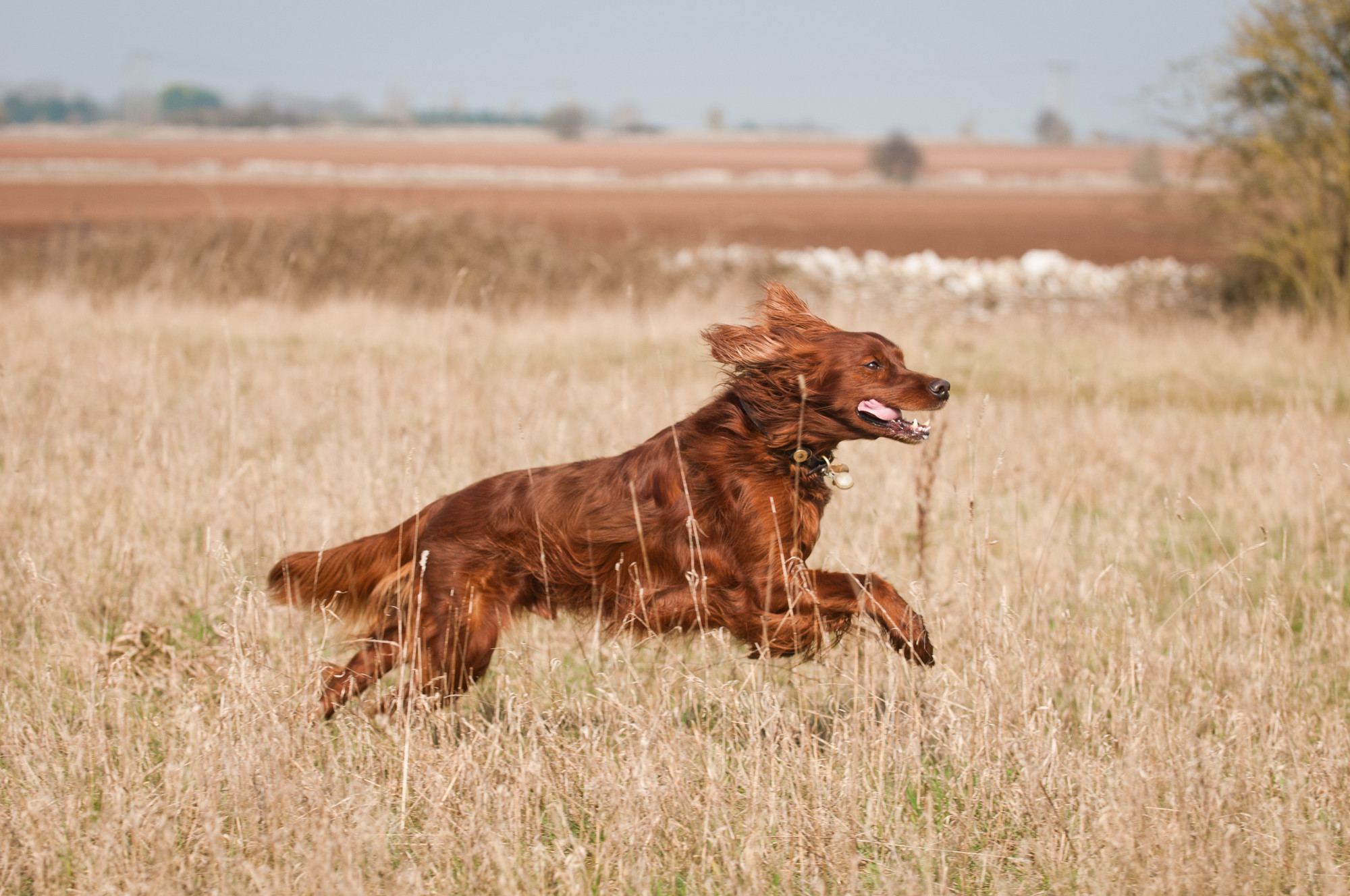 Red setter running in field