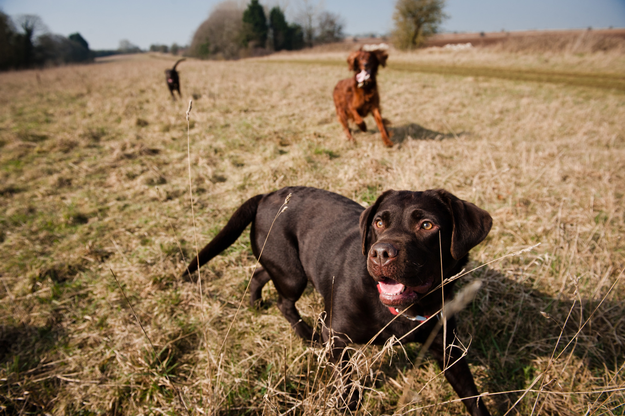 Chocolate Labrador in a field