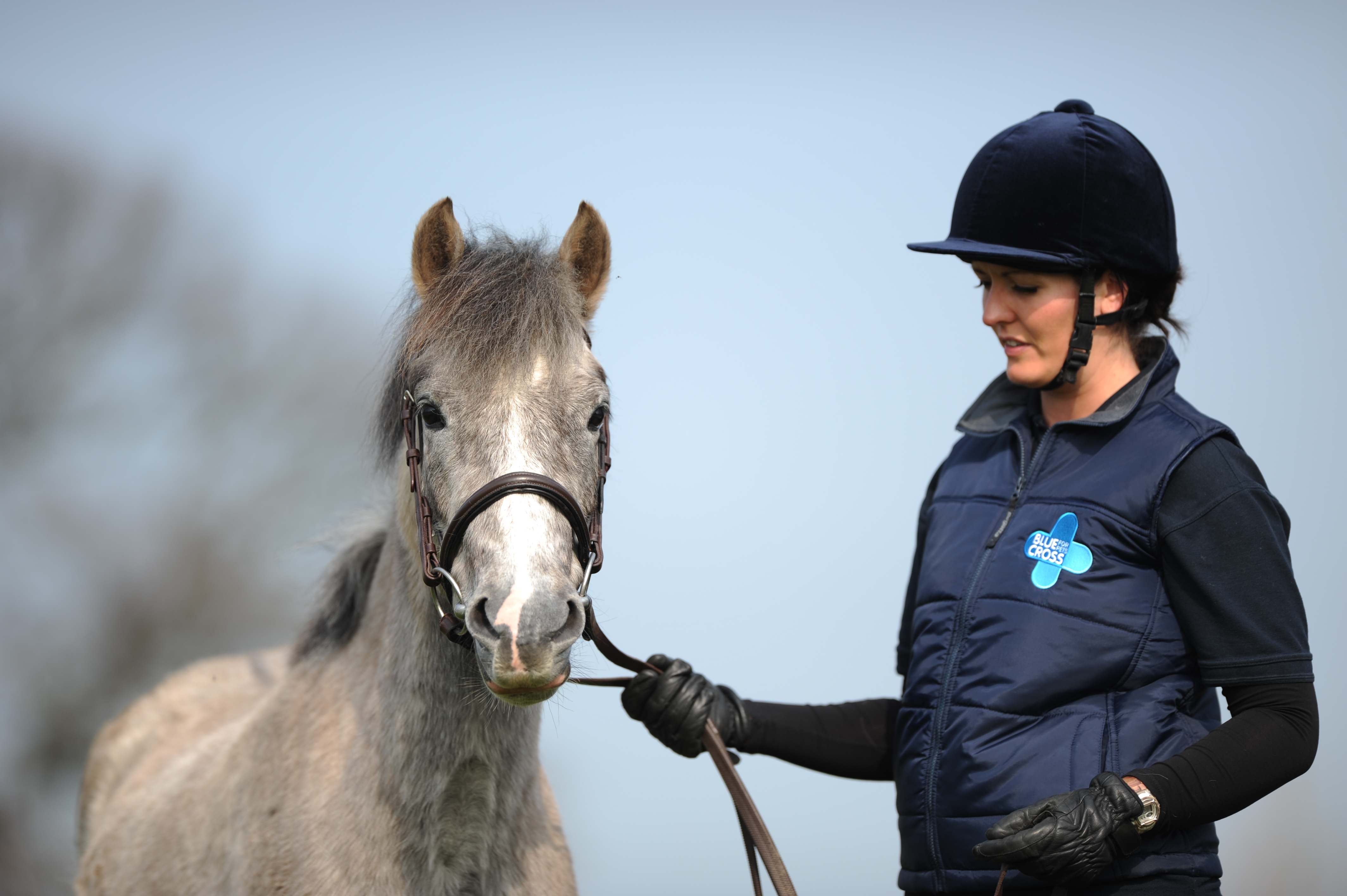 Grey horse standing with a Blue Cross groom