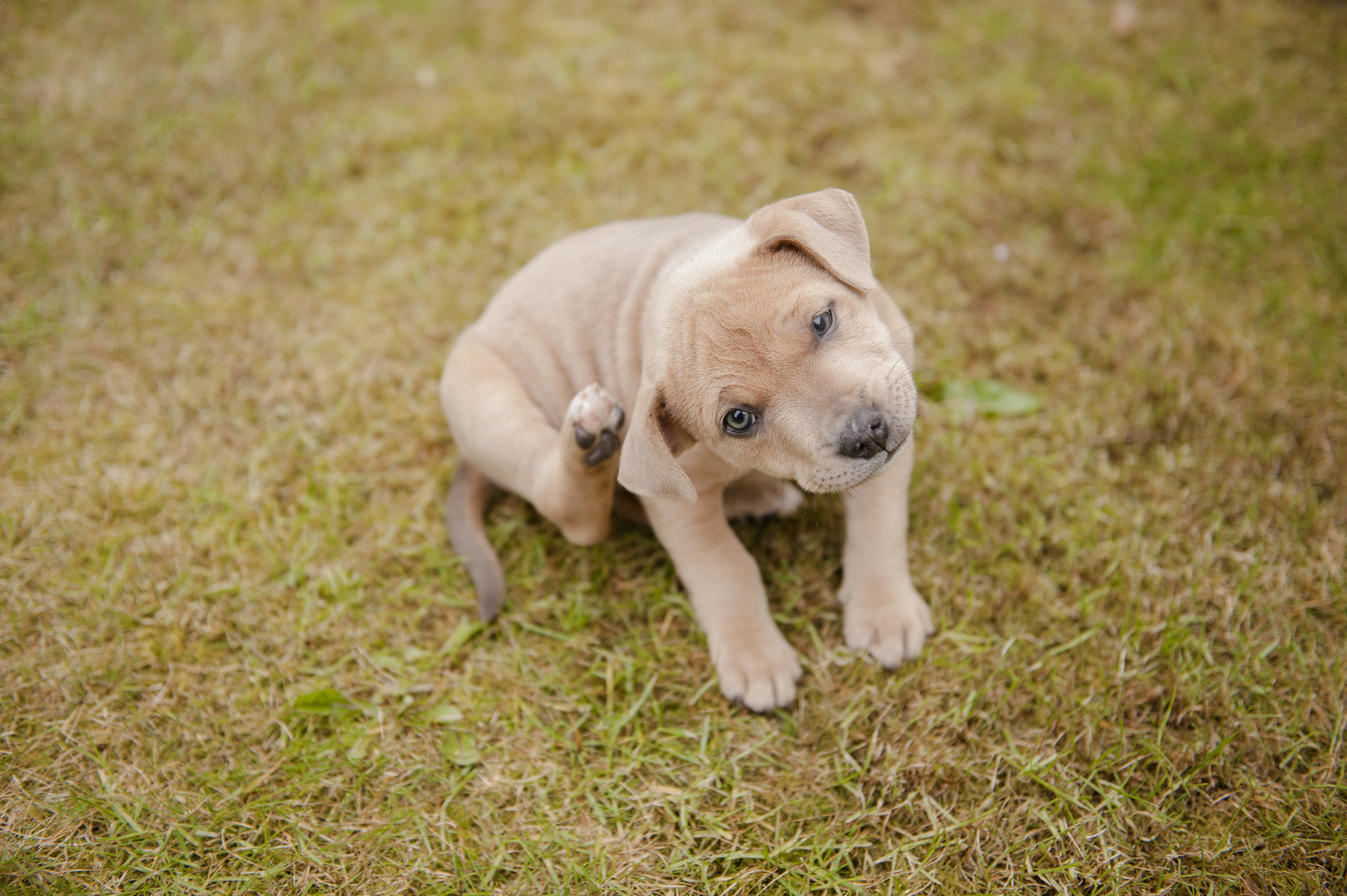 Puppy scratching her ear